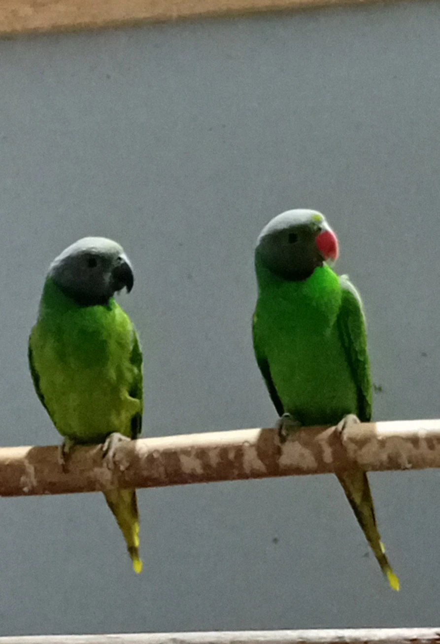 Alexander smaragdový