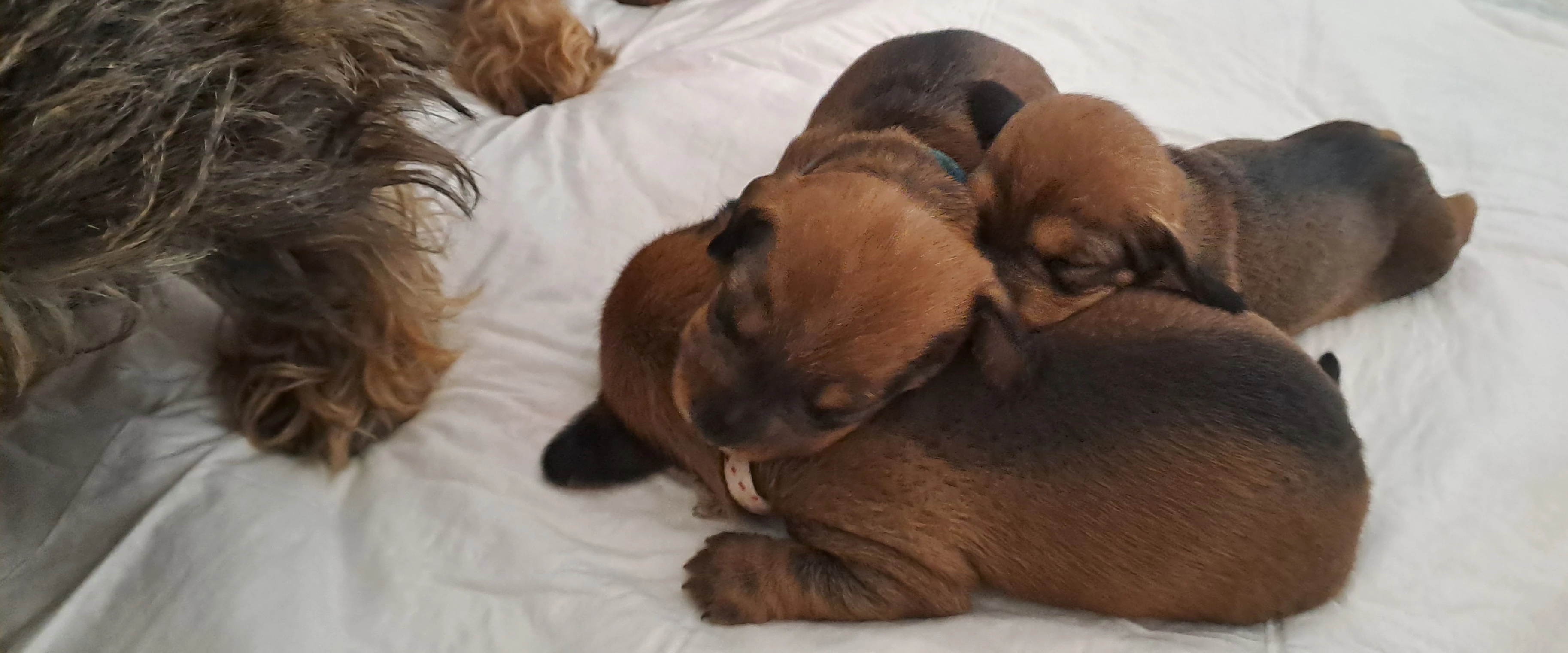 Jezevčík drsnosrstý trpasličí