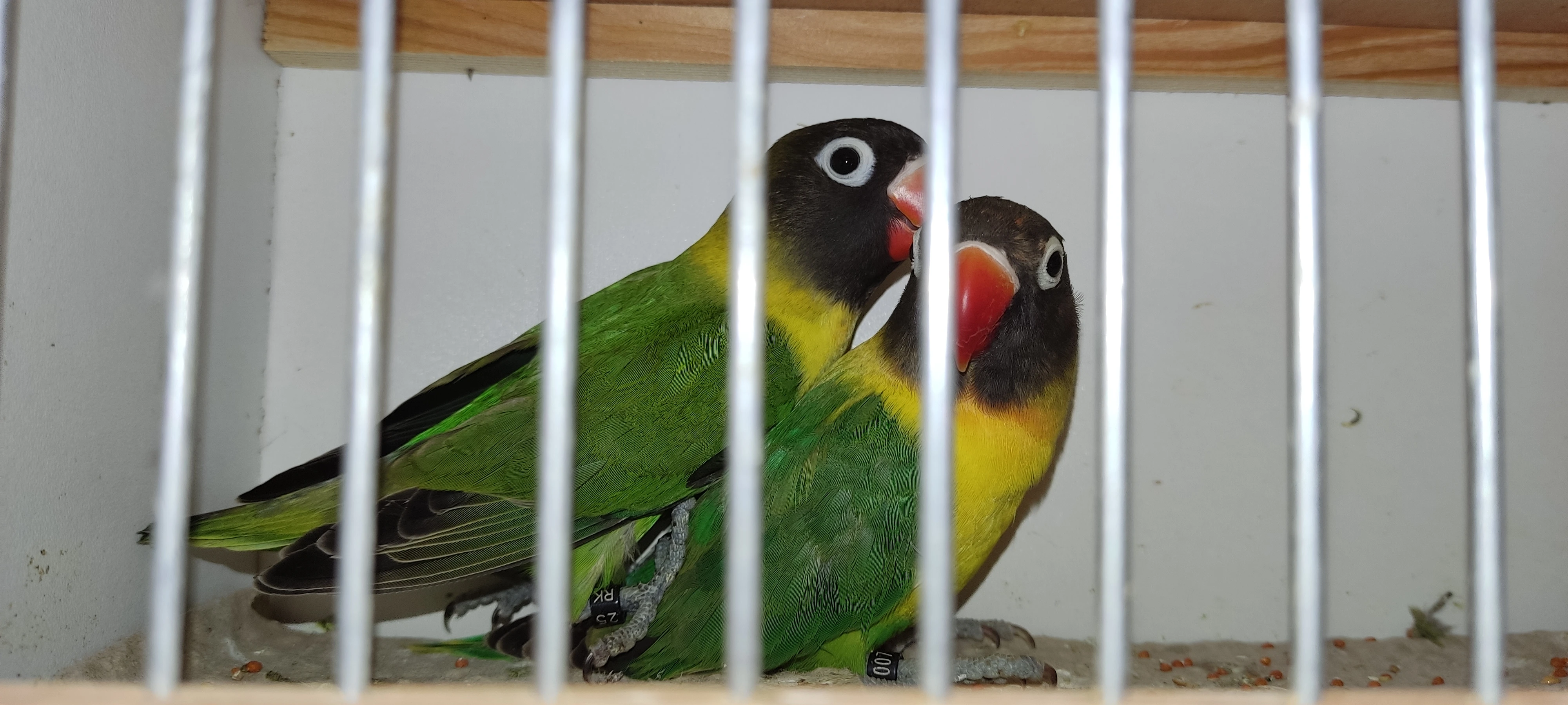 Prodám agapornise škraboškové