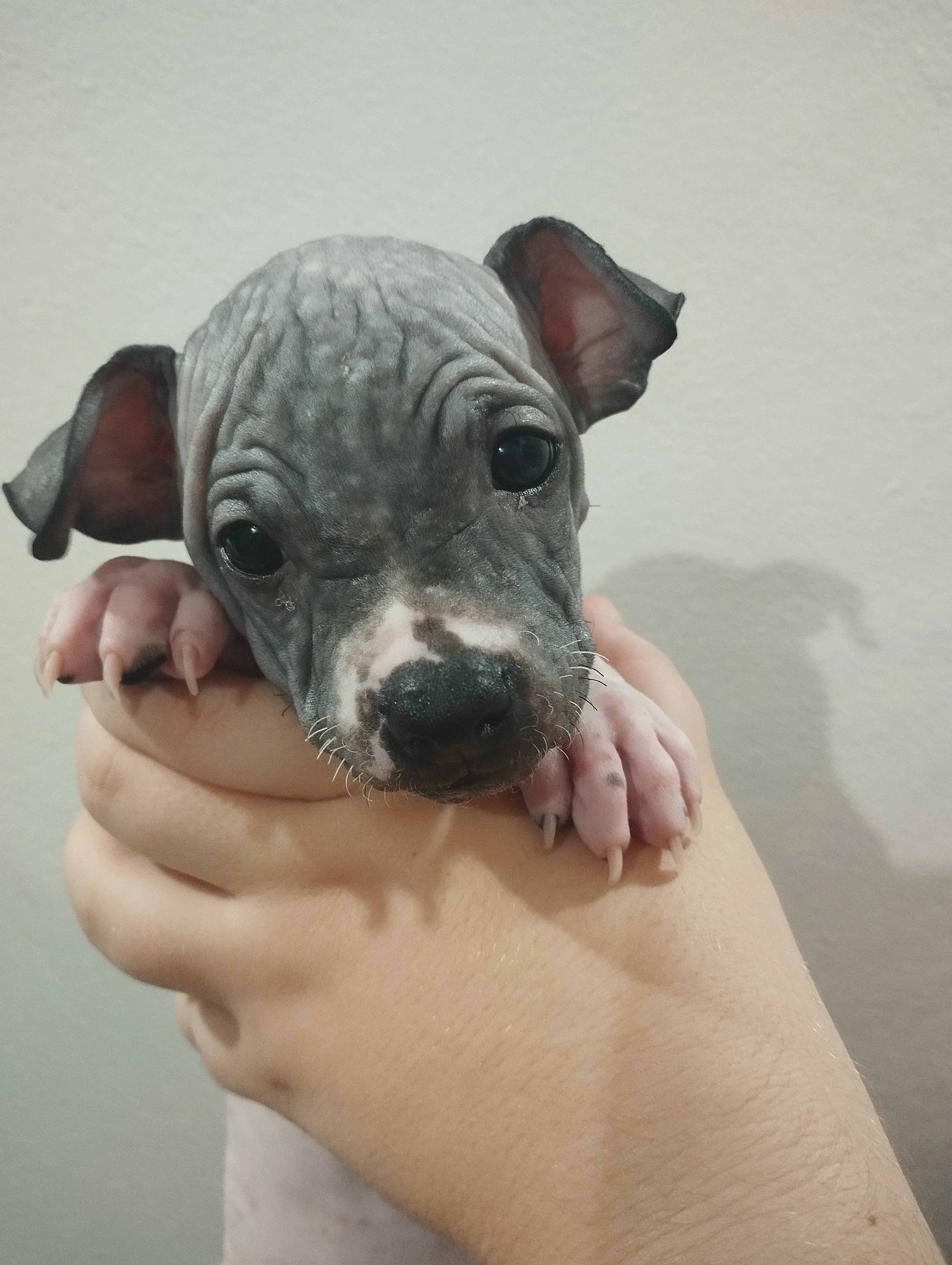 Americký bezsrstý teriér s PP (FCI)