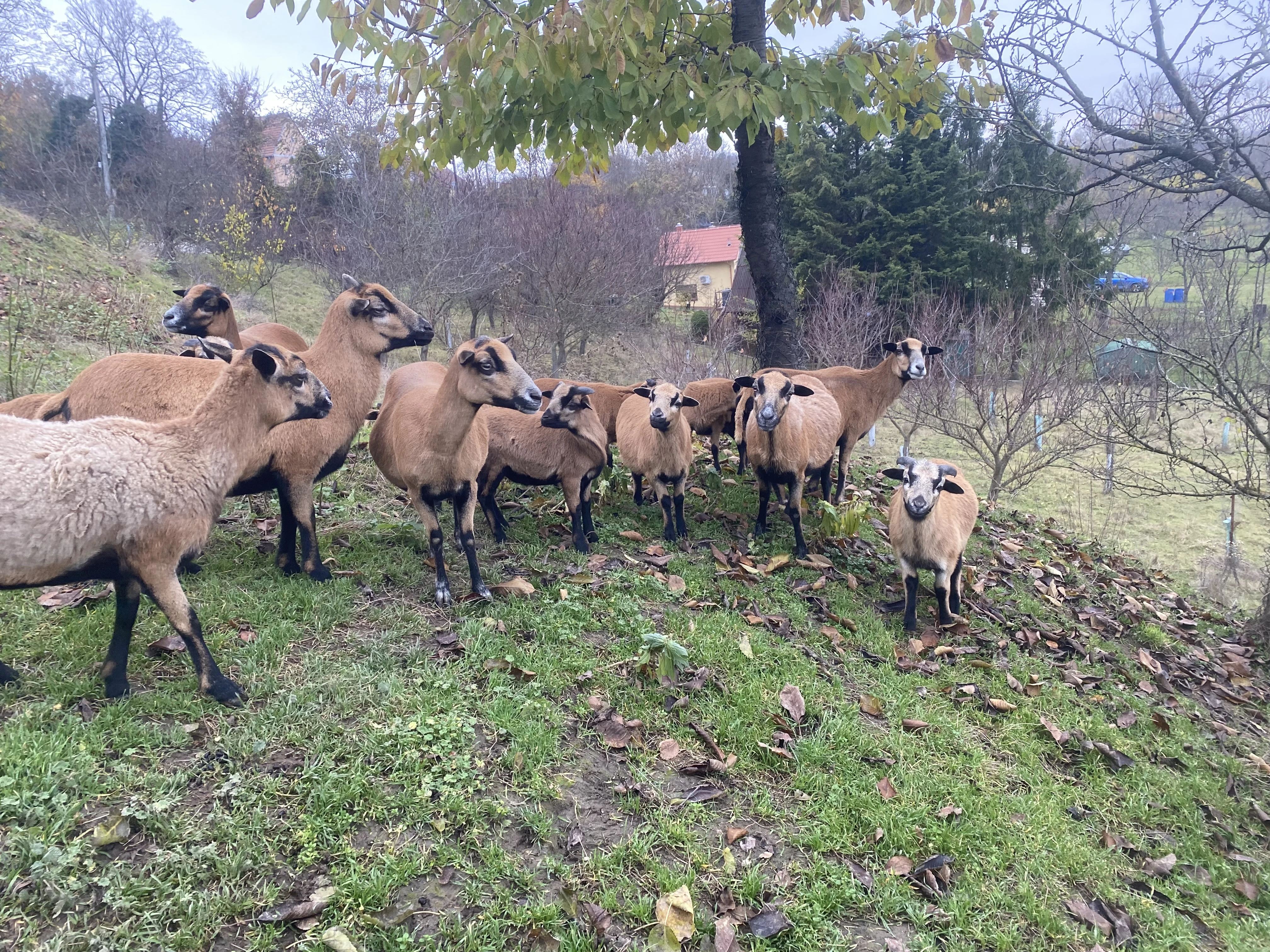 Kameruská jehňata 2 ovečky, 5 beránků