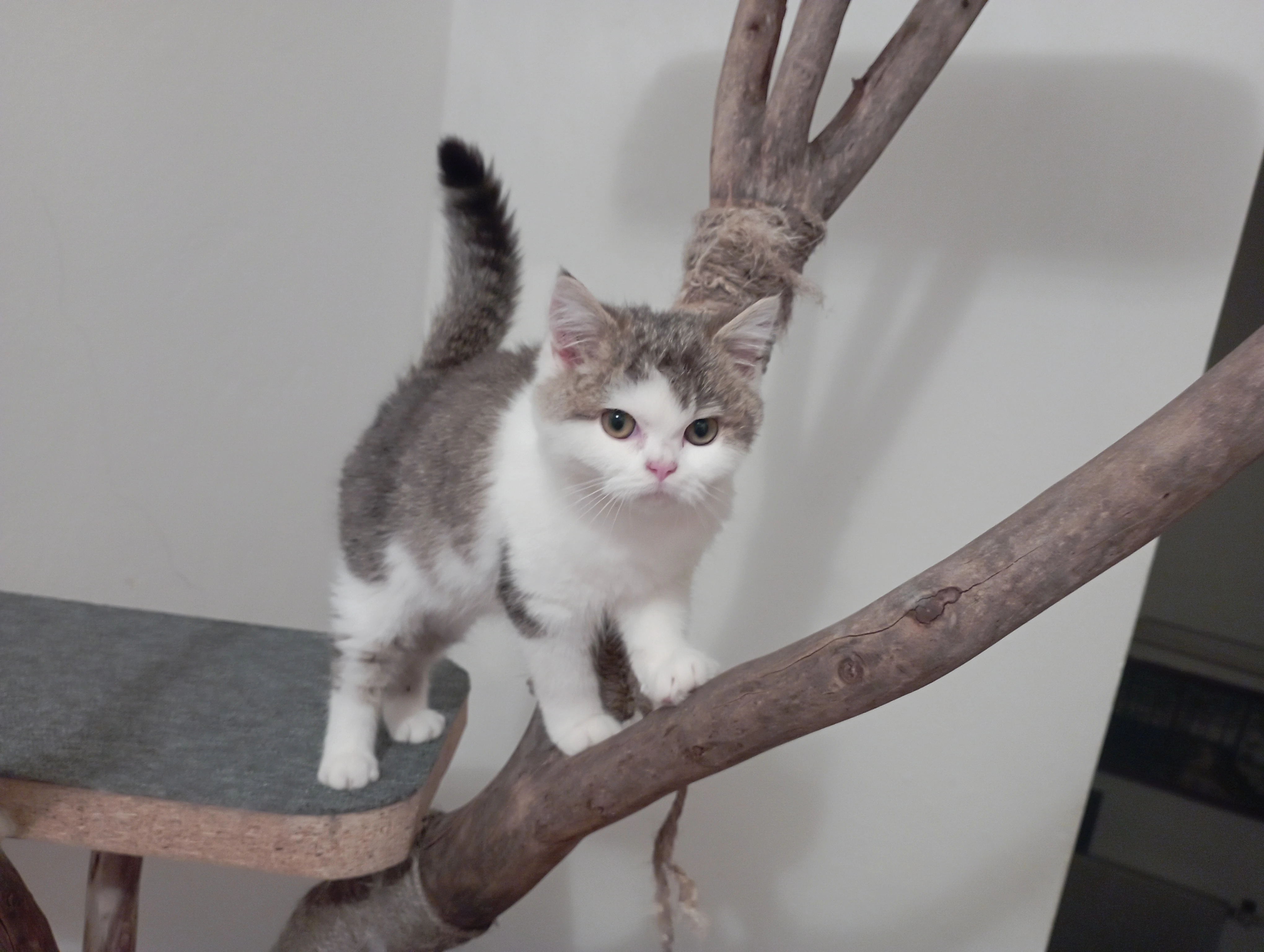 Britský krátkosrstý kocourek s PP