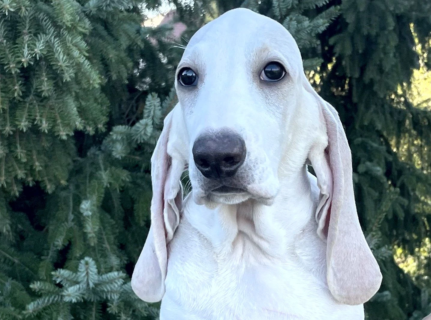 Porcelaine – štěně s PP