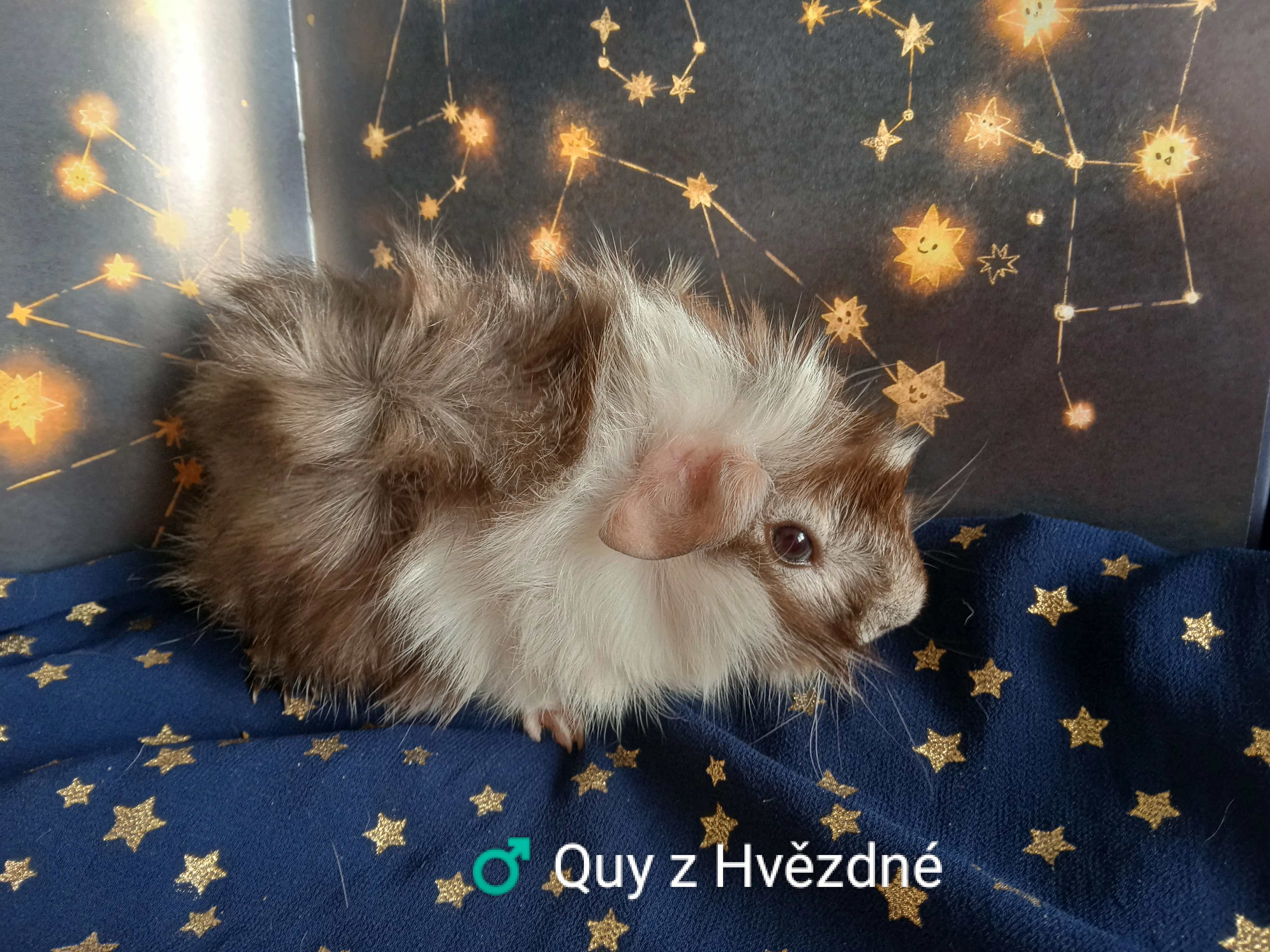 Morčátko CHS z Hvězdné Liberce