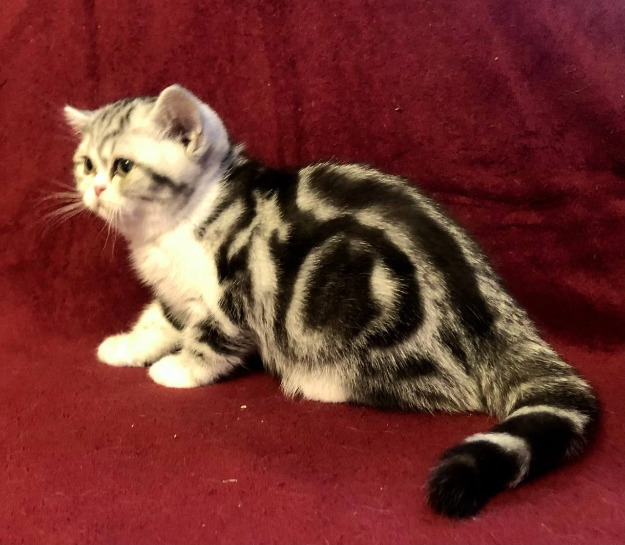 Britská koťátka s PP, FIFE. Vzácná barva: černá stříbřitá mramorovaná