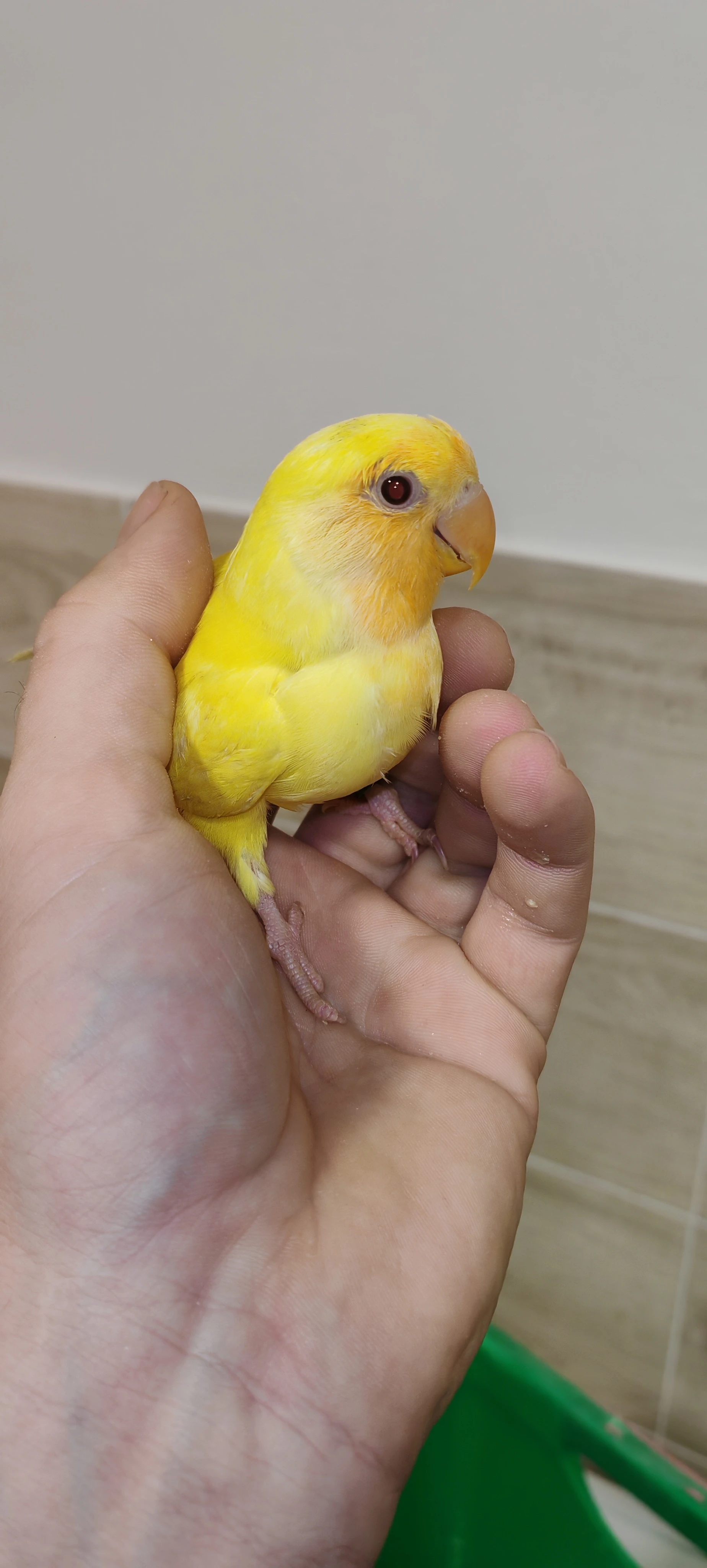 Agapornis ružohrdly