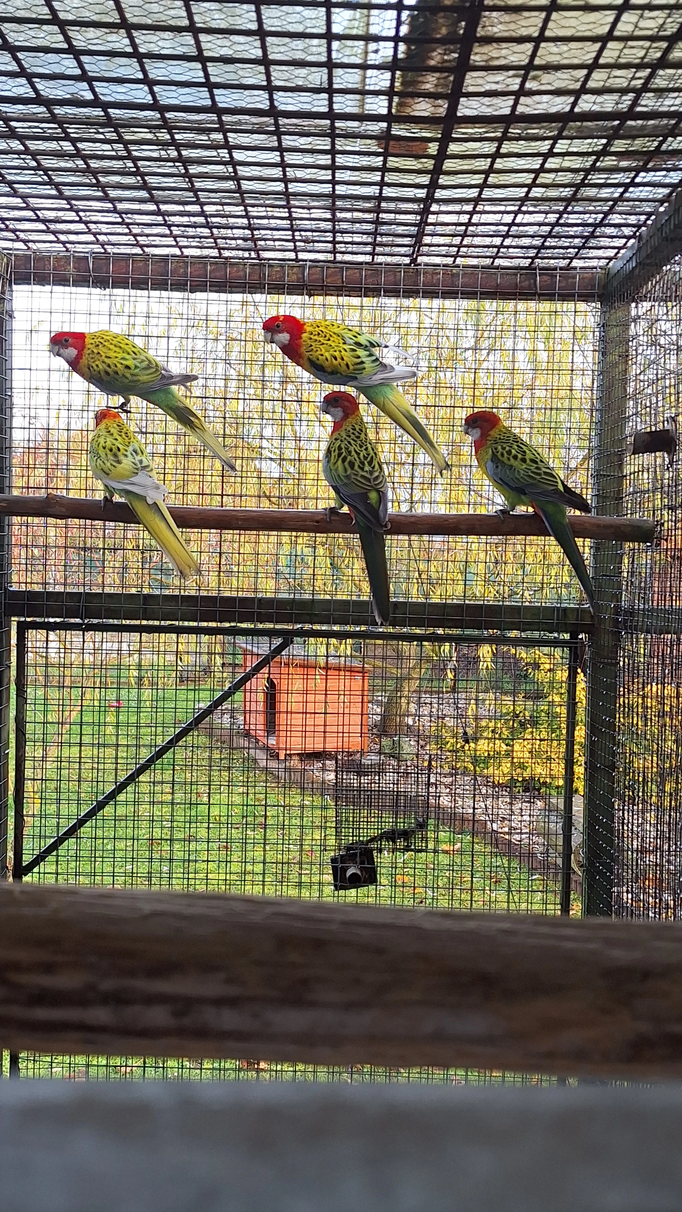 Rosela pestra straka