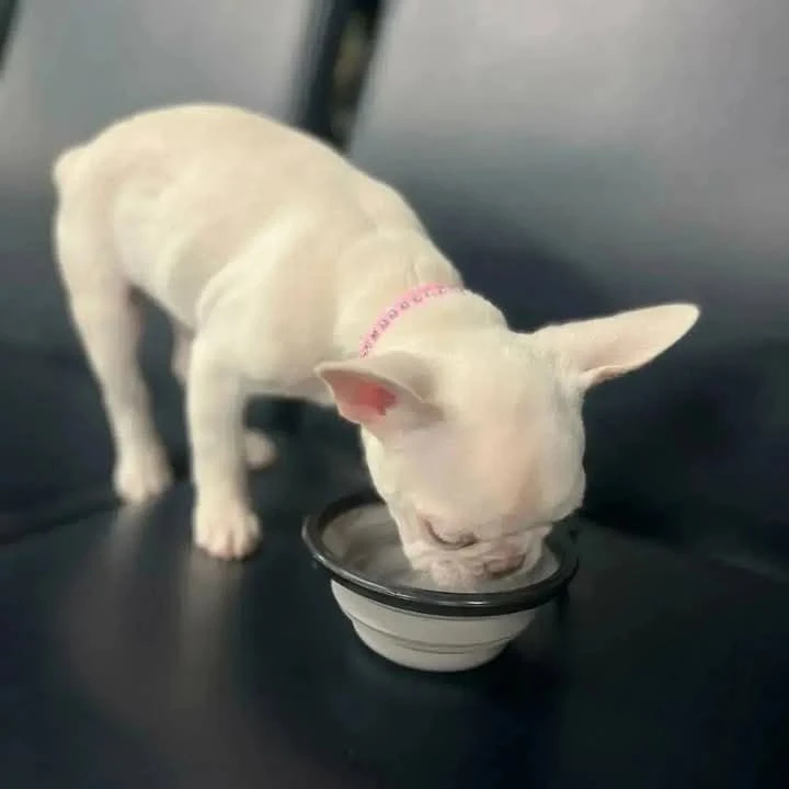 Štěňátka francouzského buldočka jsou k odběru.