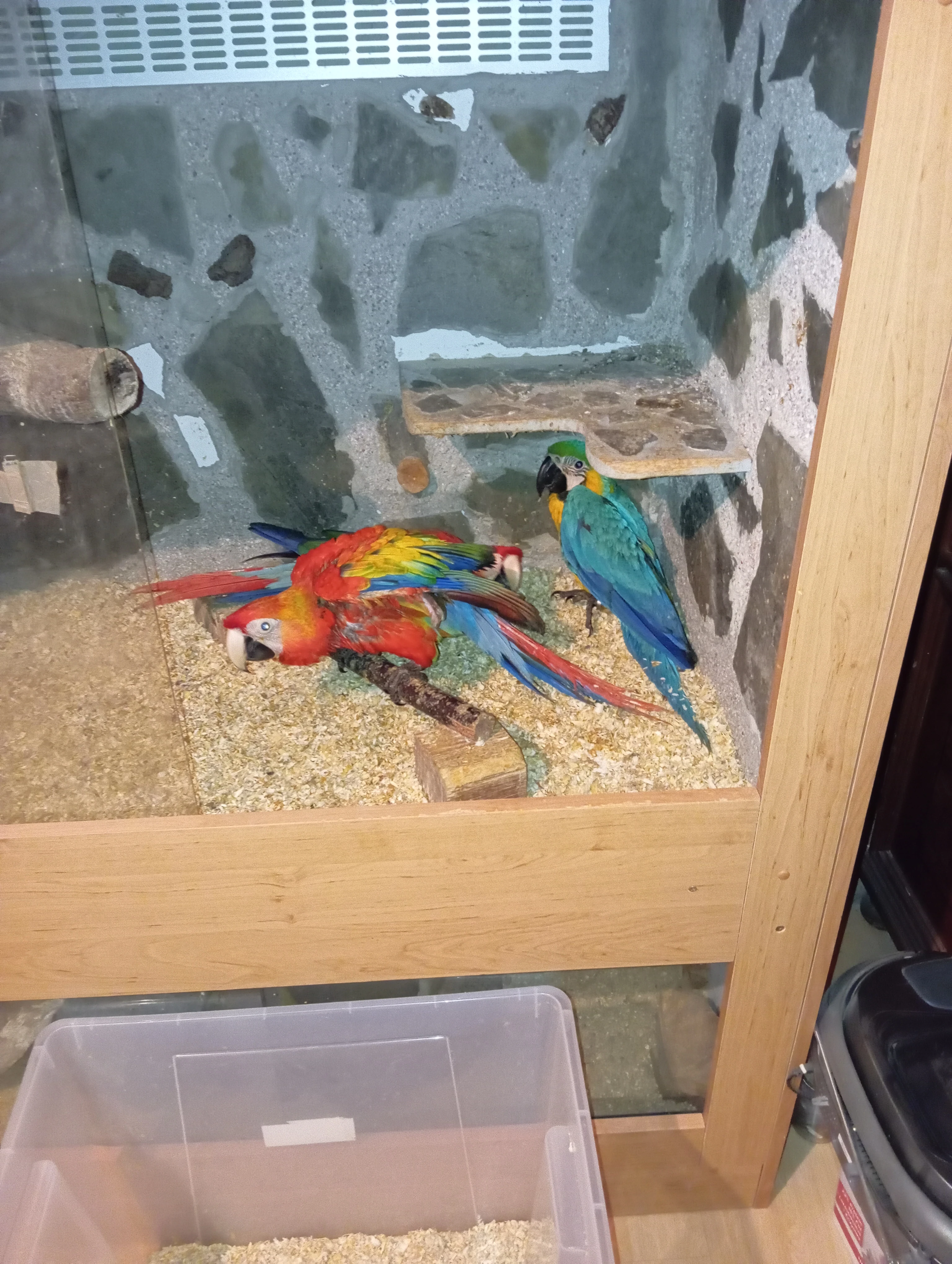 Ara arakanga,ara ararauna