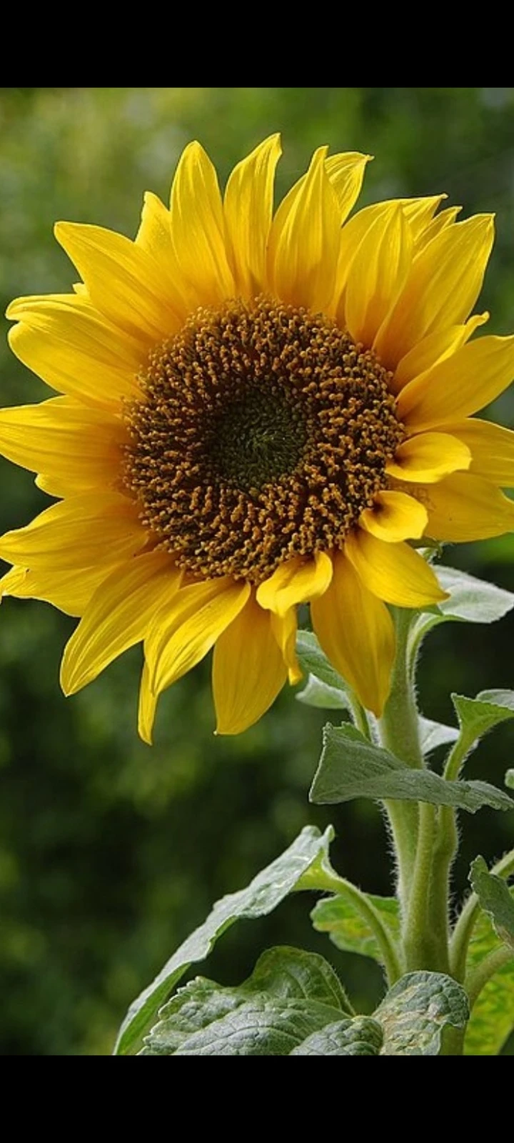 Slunečnice černá 18 kg