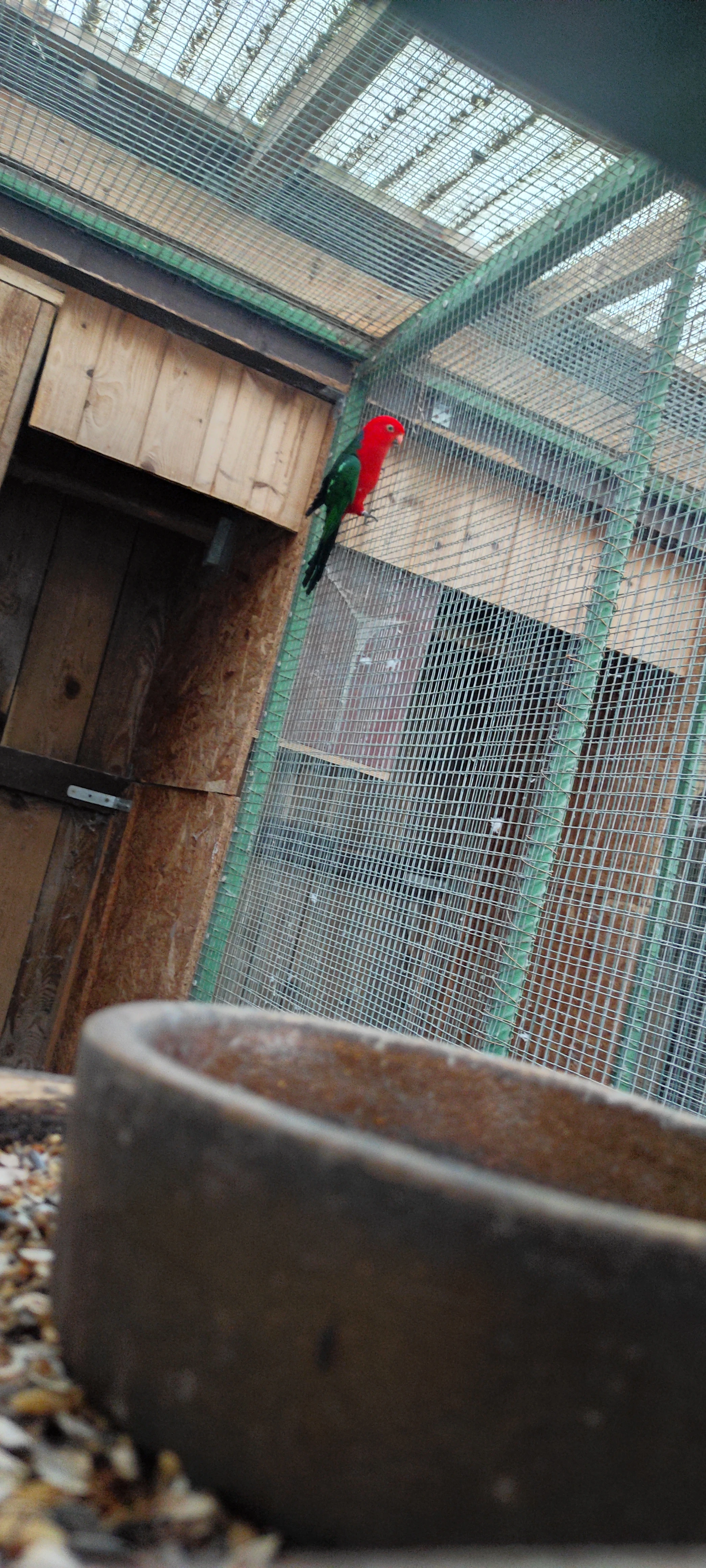 Štěpitelny papoušek královský