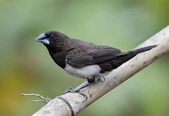 Prodám Chuvičky japonské