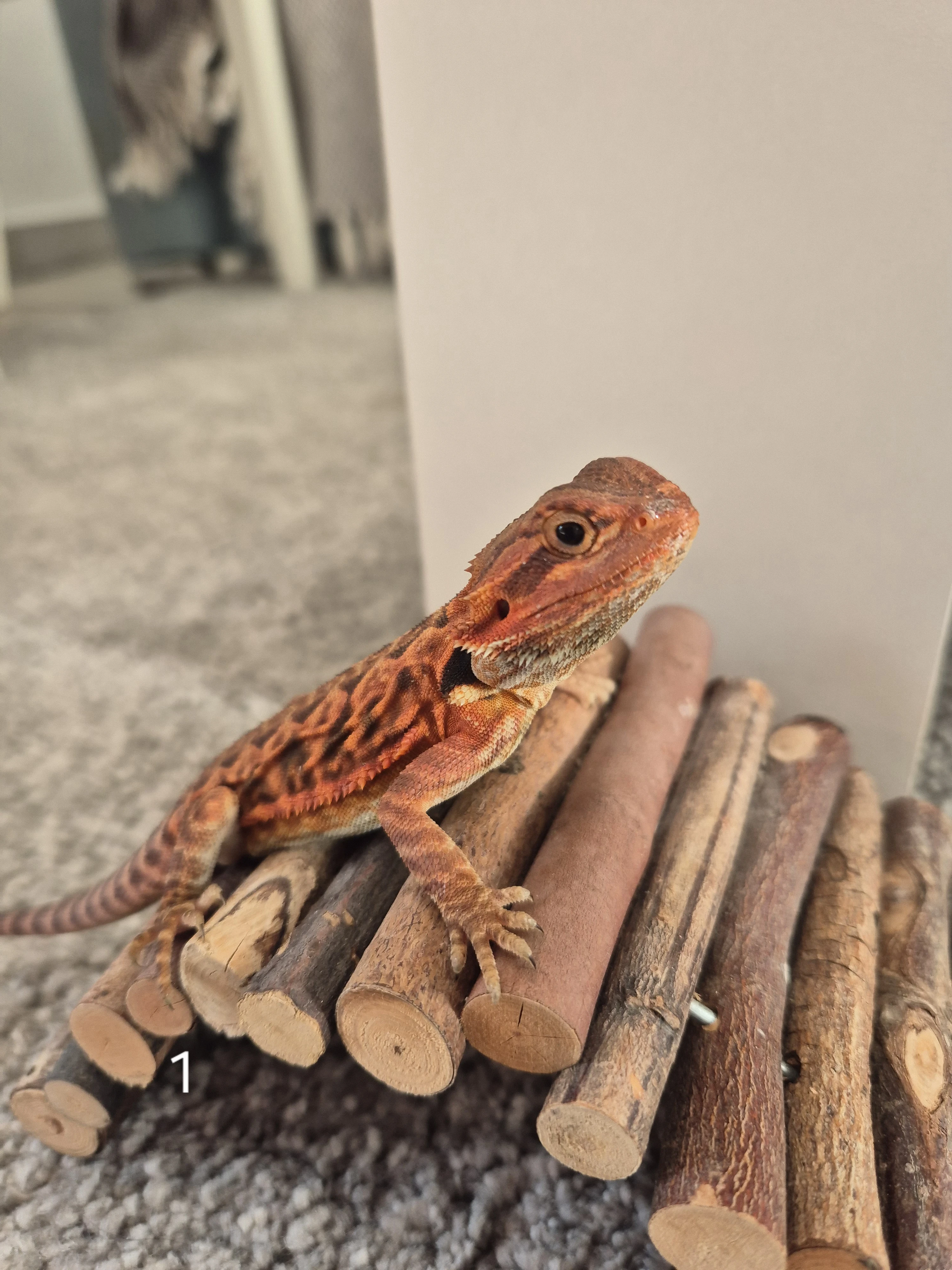 Agama vousatá- mláďata