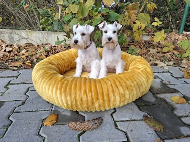 Knírač malý bílý - štěňata s PP - fenky