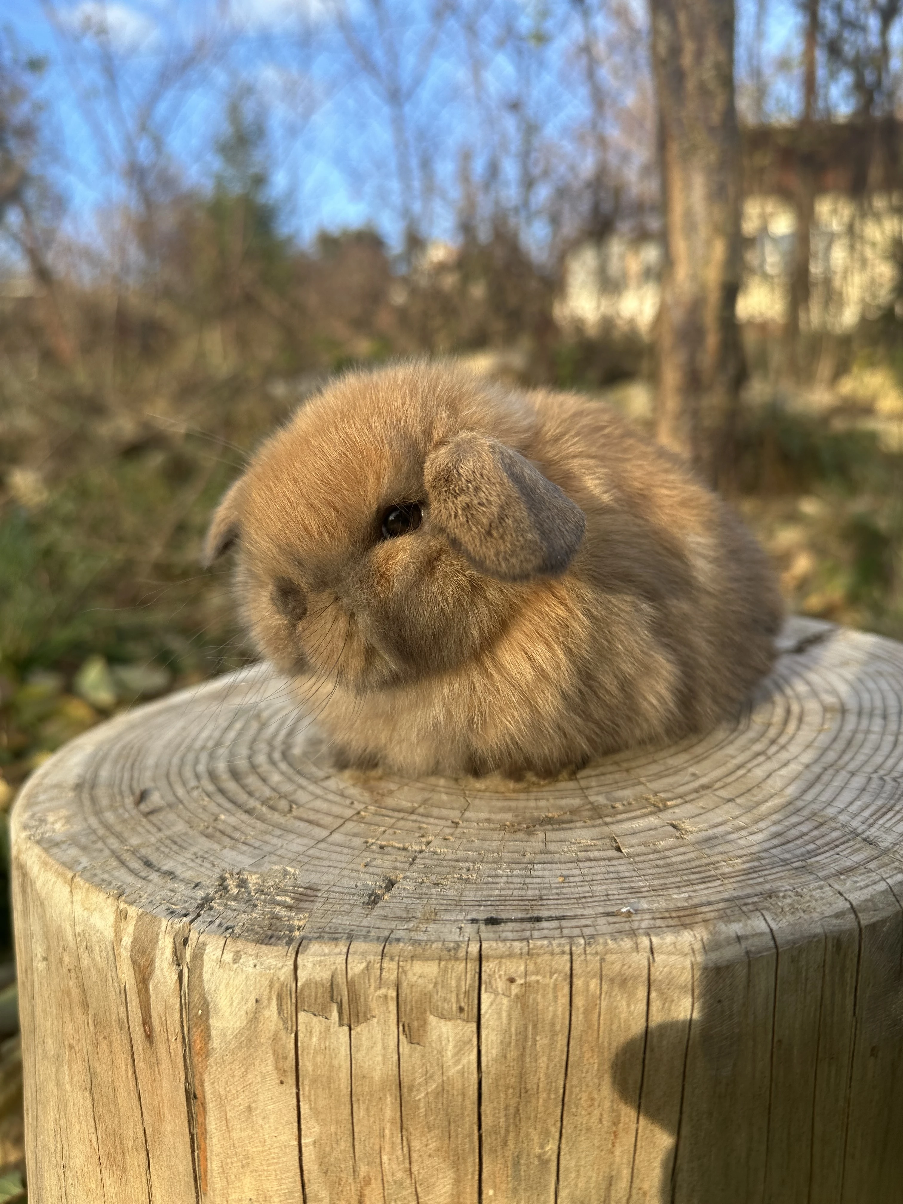 Minilop- zakrslý beránek