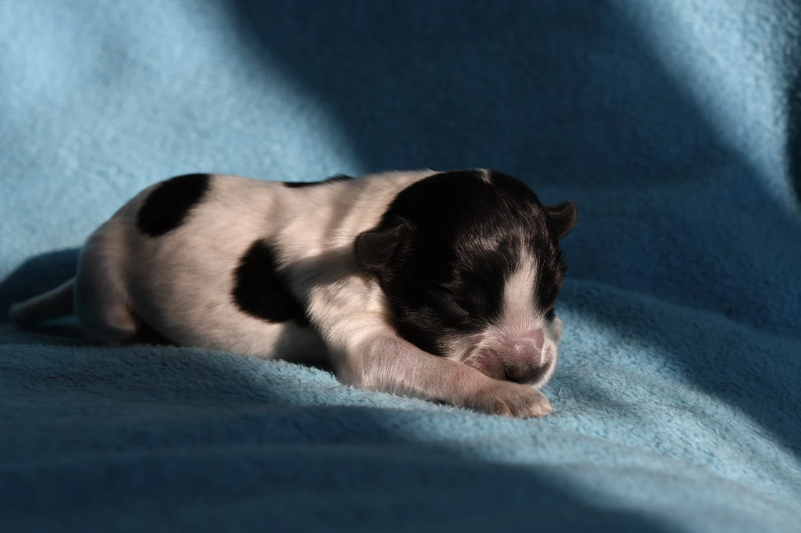 Štěňata Holandského ovčáckého pudla s PP