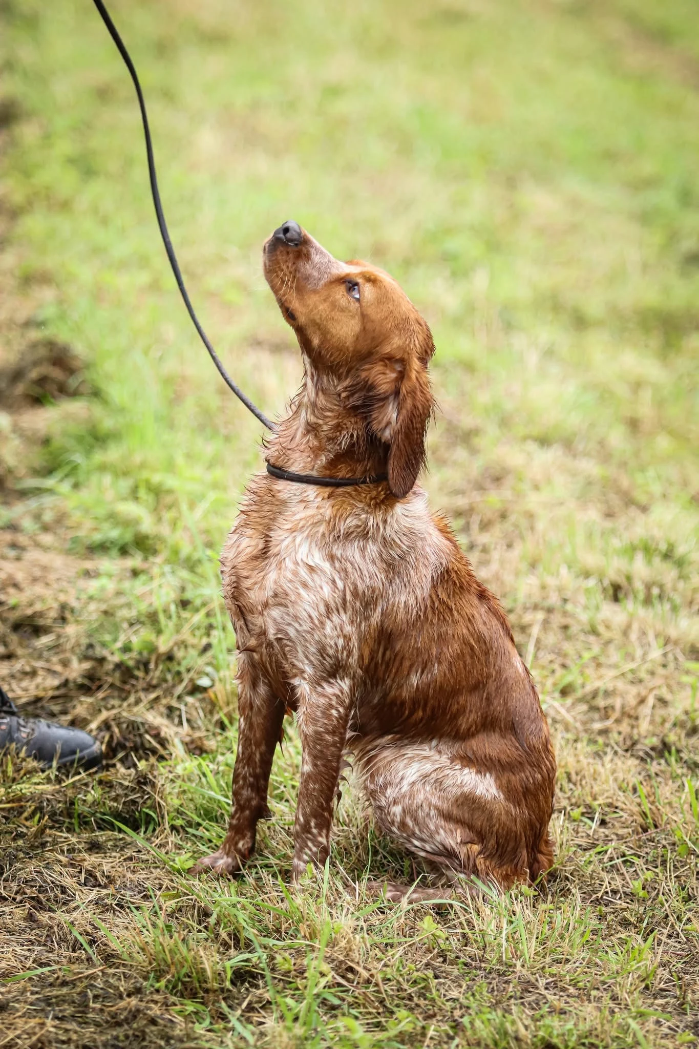 Daruji fenku Bretaňského ohaře