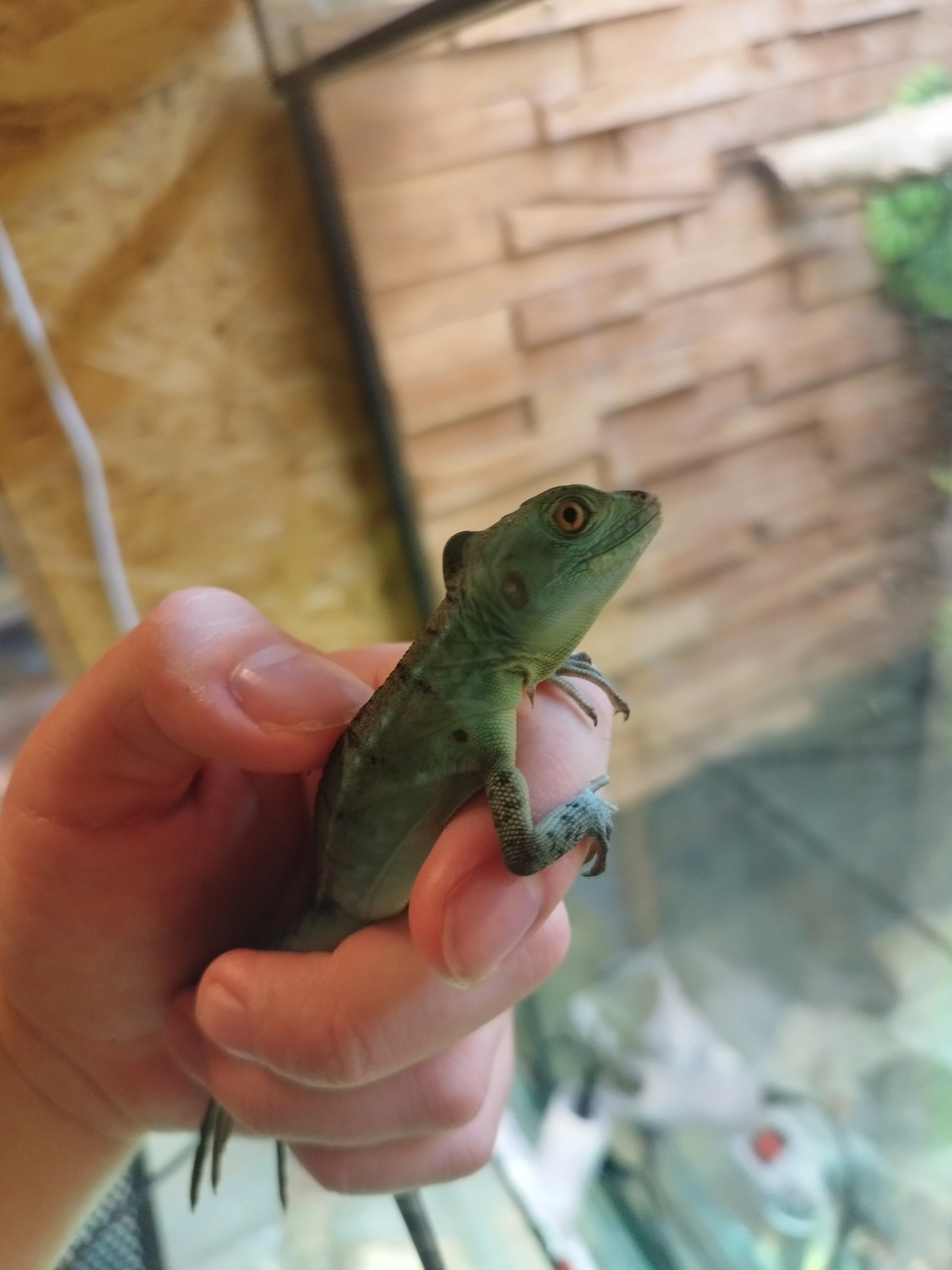 Bazilišky zelené (Basiliscus plumifrons)