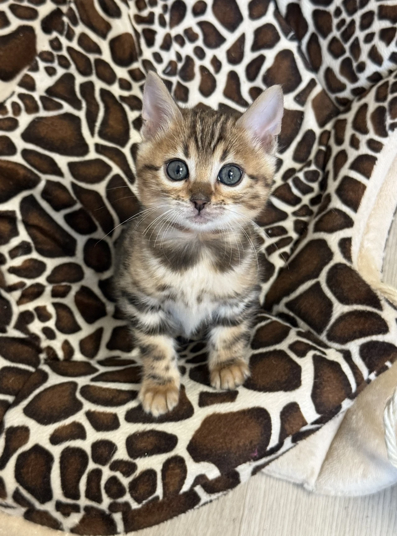 Bengálská hnědá kočička s PP