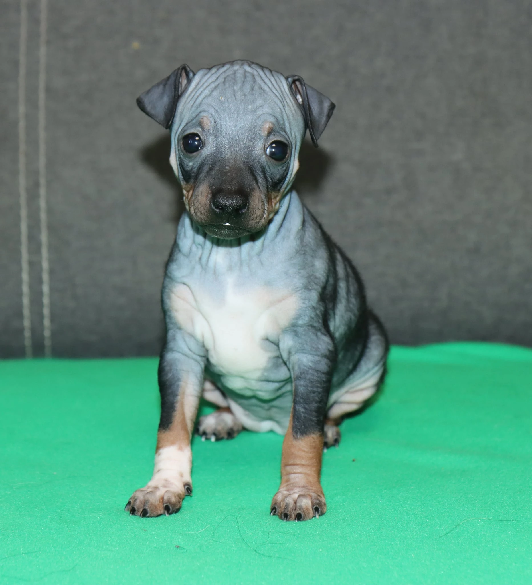 Fenečka Amerického bezsrstého teriéra s PP pod FCI