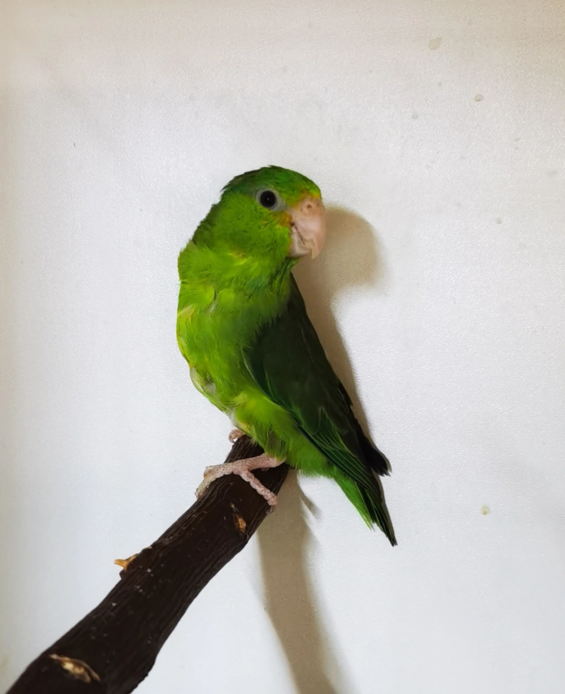 Papoušíček vrabčí samička 2024