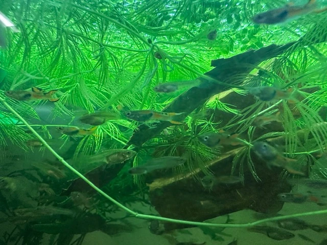 Vlastní odchov endlerek