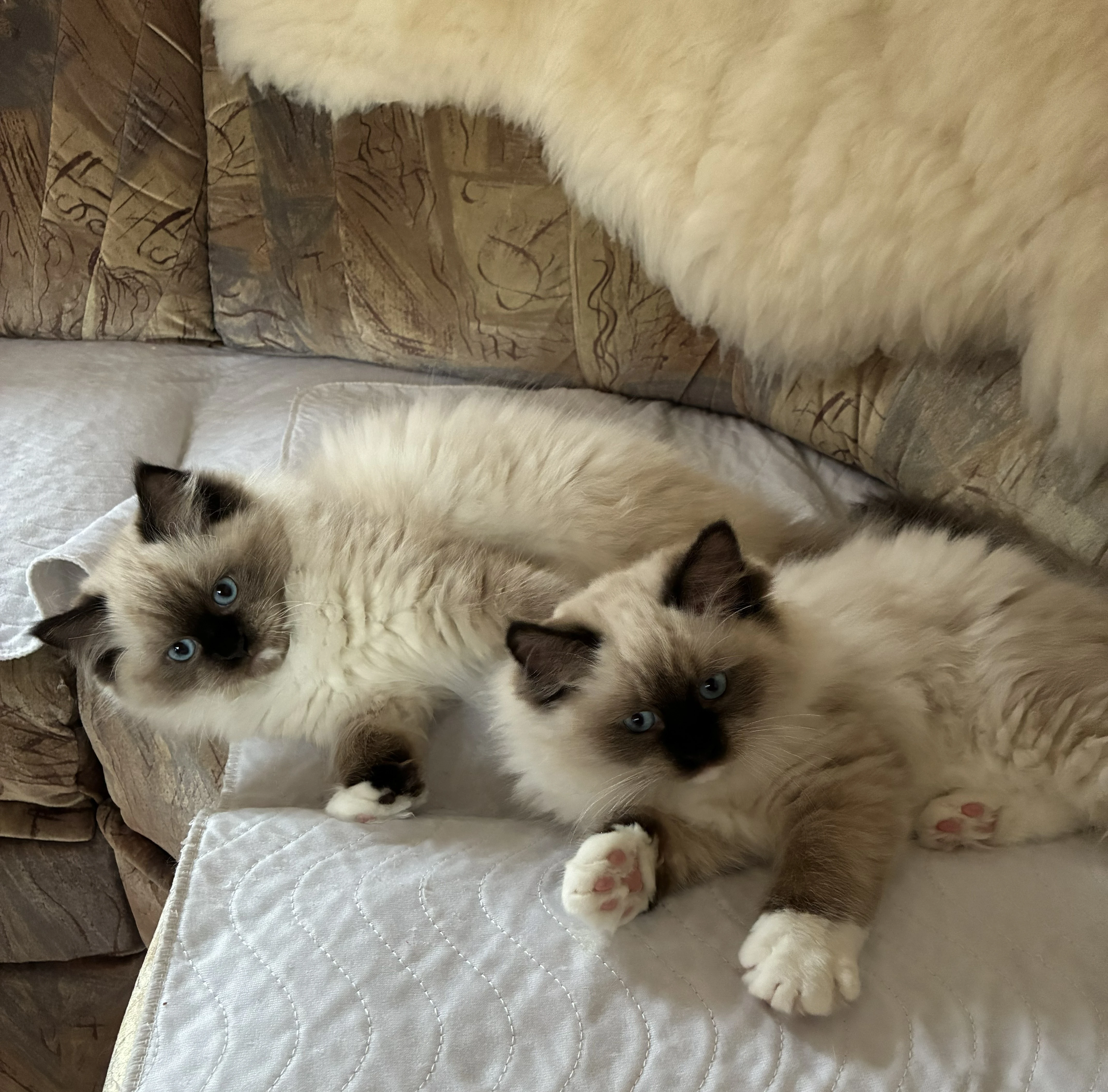 Ragdoll koťátka s PP – mazliví společníci hledají nový domov