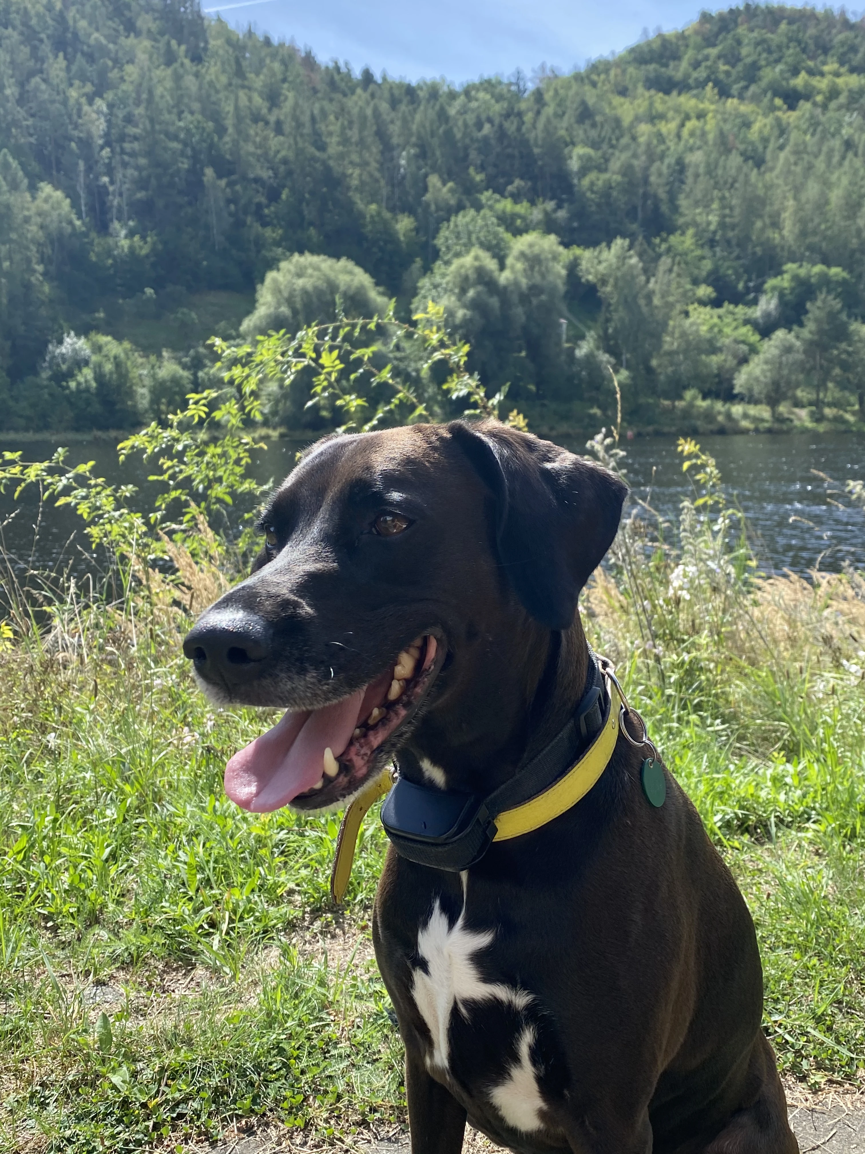 Daruji fenku křížence