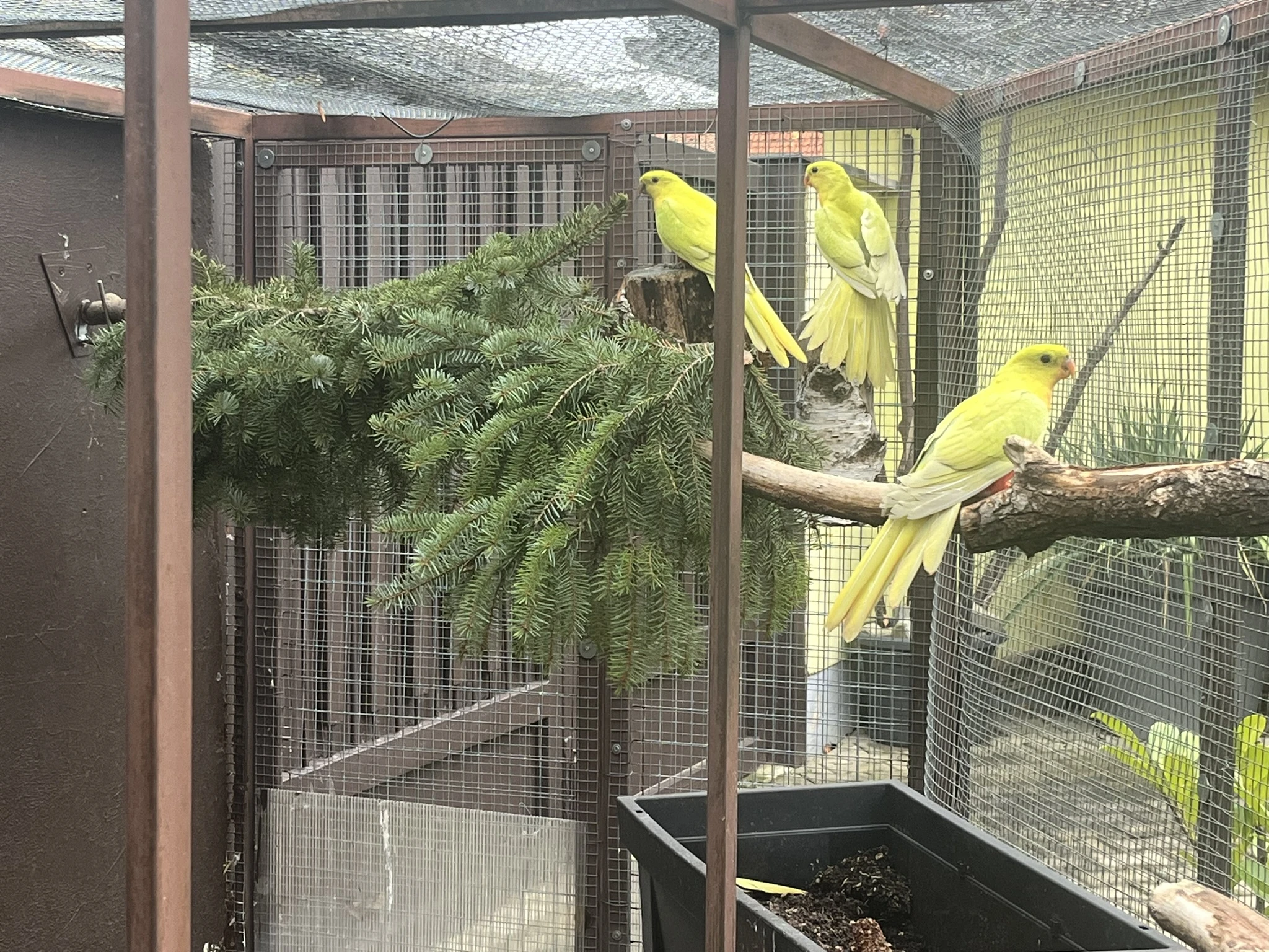 Papoušek královský žlutý