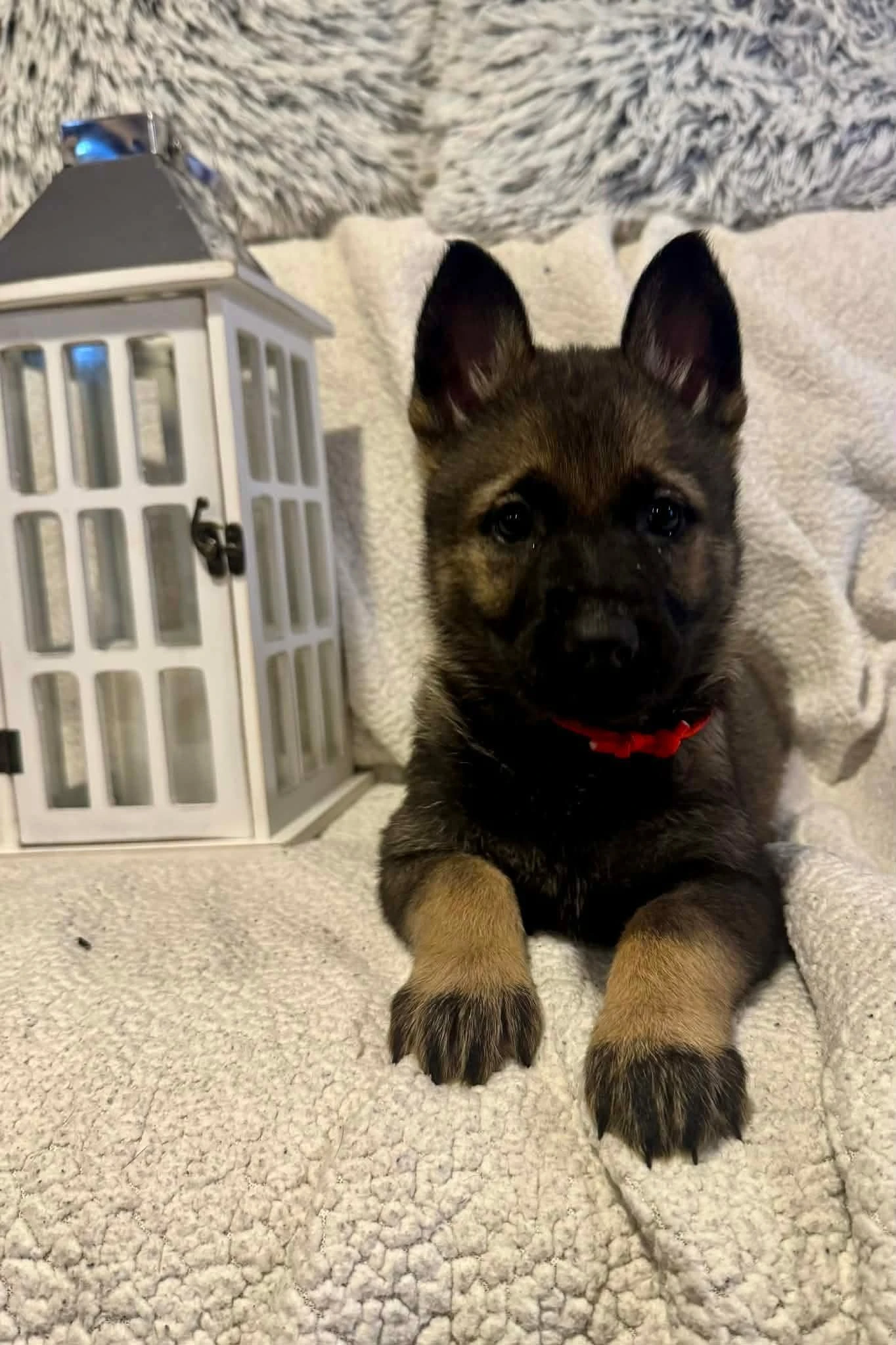 Německý ovčák s PP