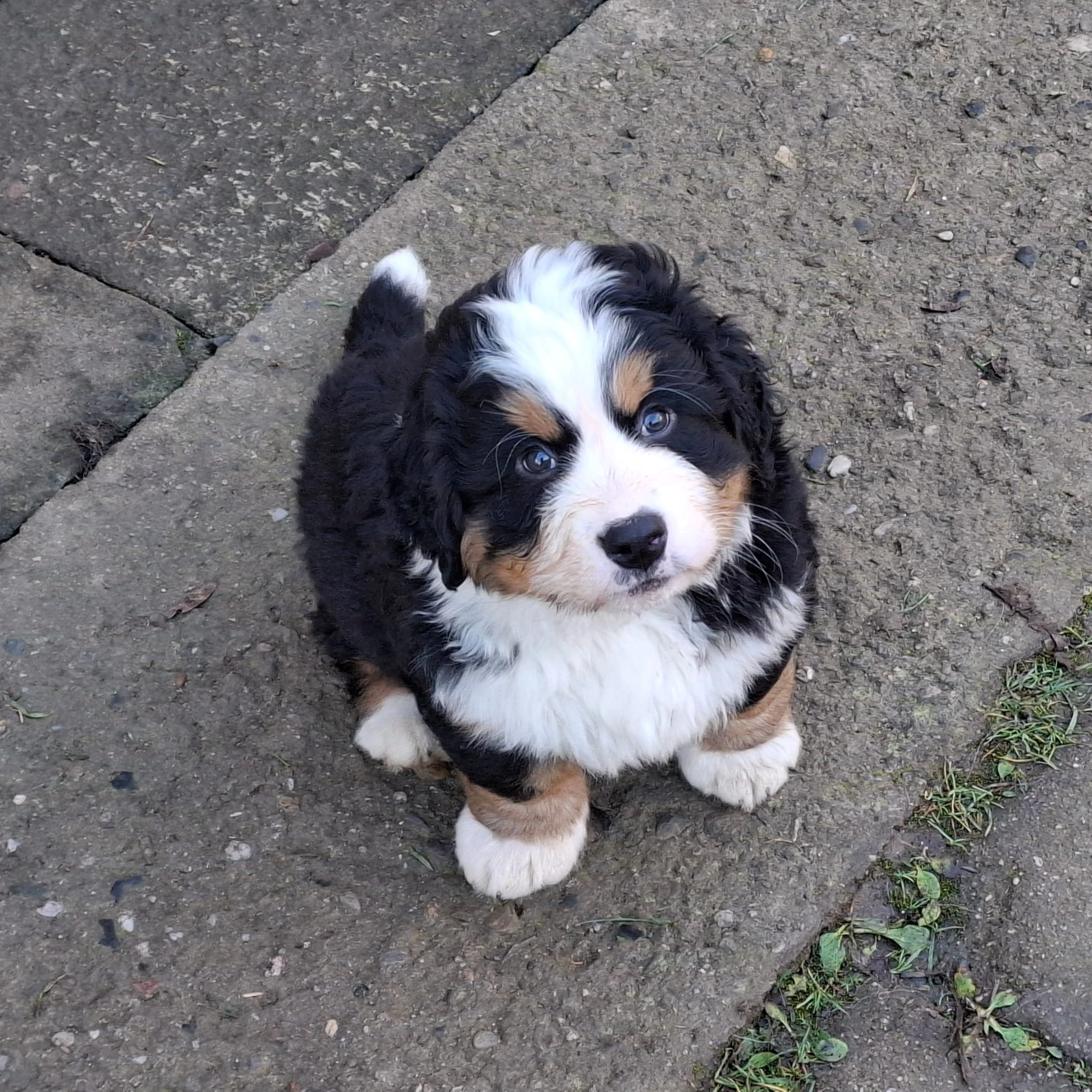 Bernský salašnický pes - štěně, pejsek