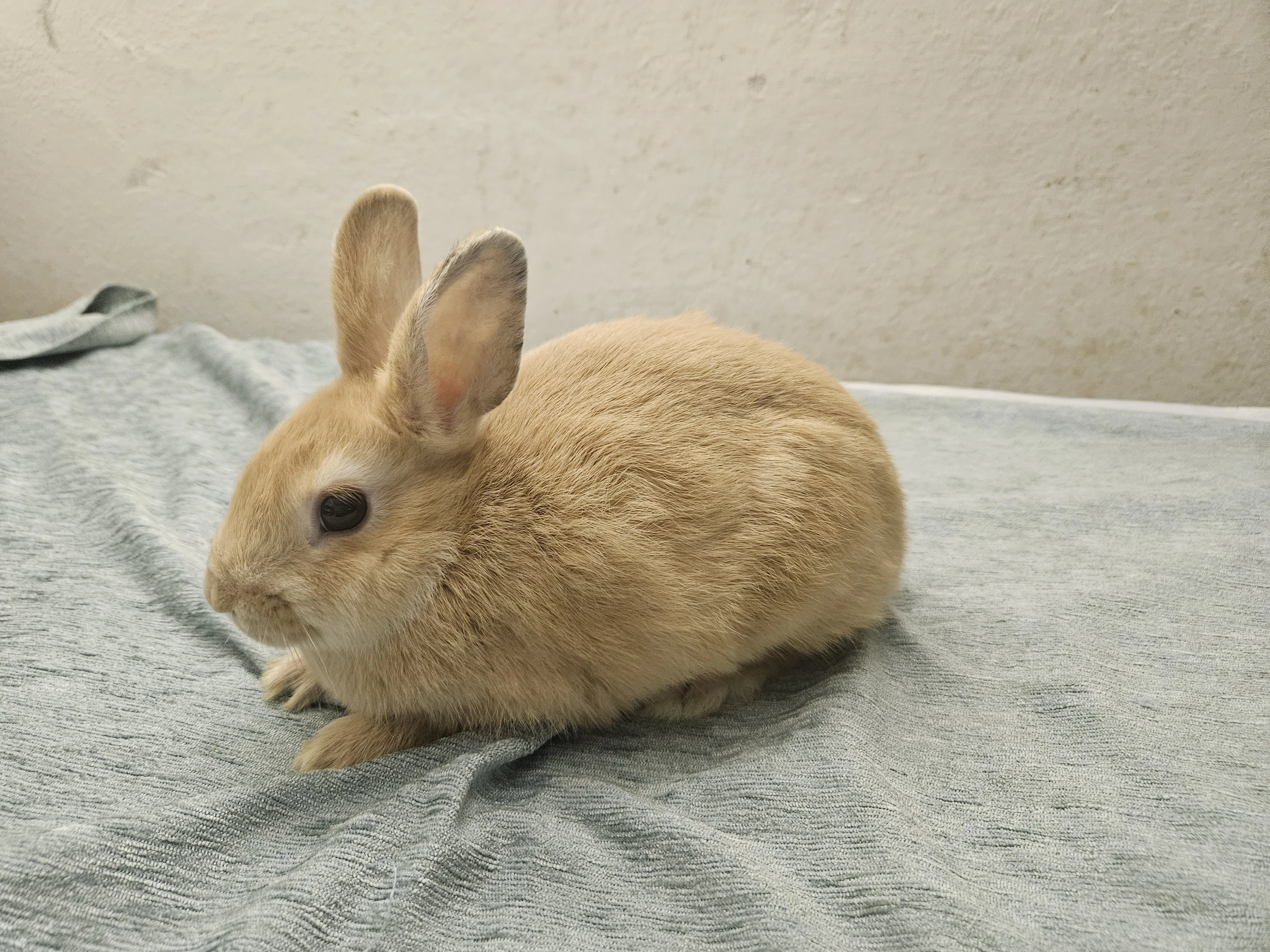 Zakrslý králíček