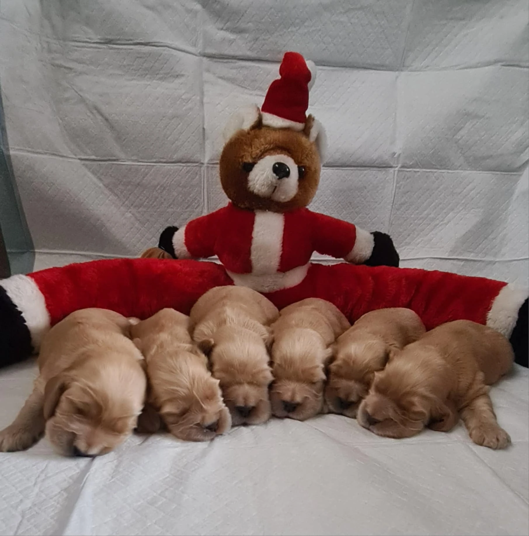 Anglický kokršpaněl s zlatá