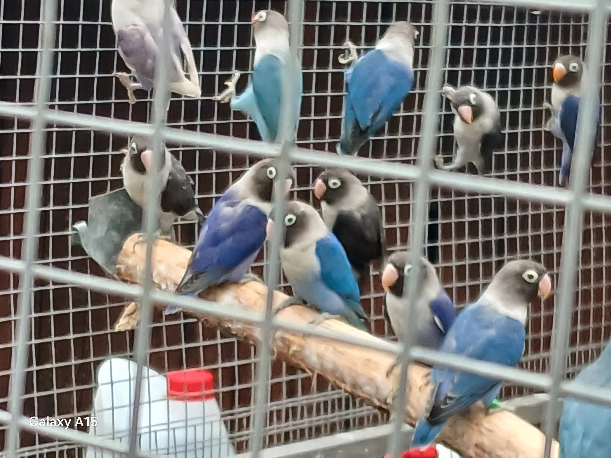 Koupě nebo výměna Agapornis škraboškový