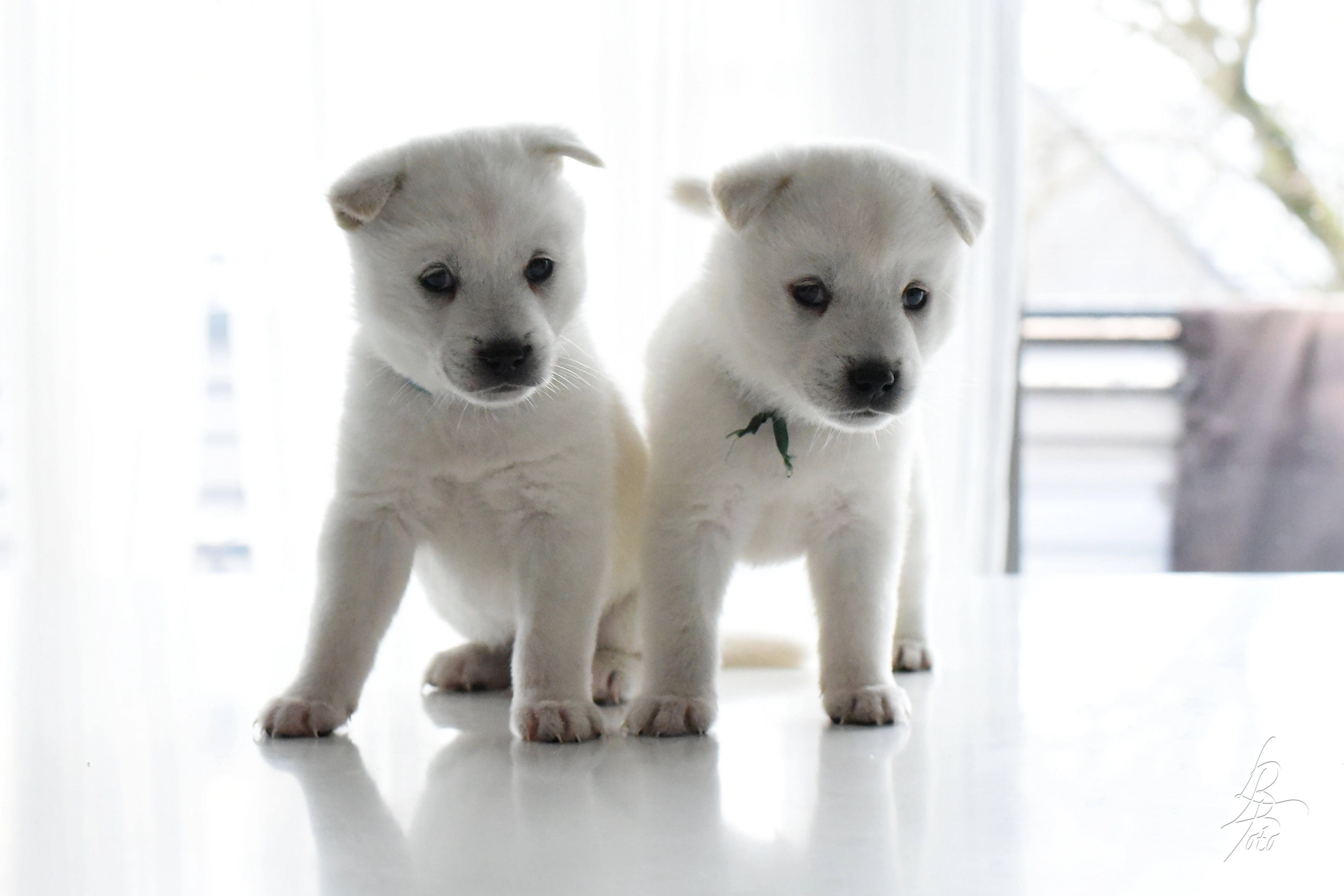 Kishu Inu štěně s PP FCI k odběru 22. 12. 2025