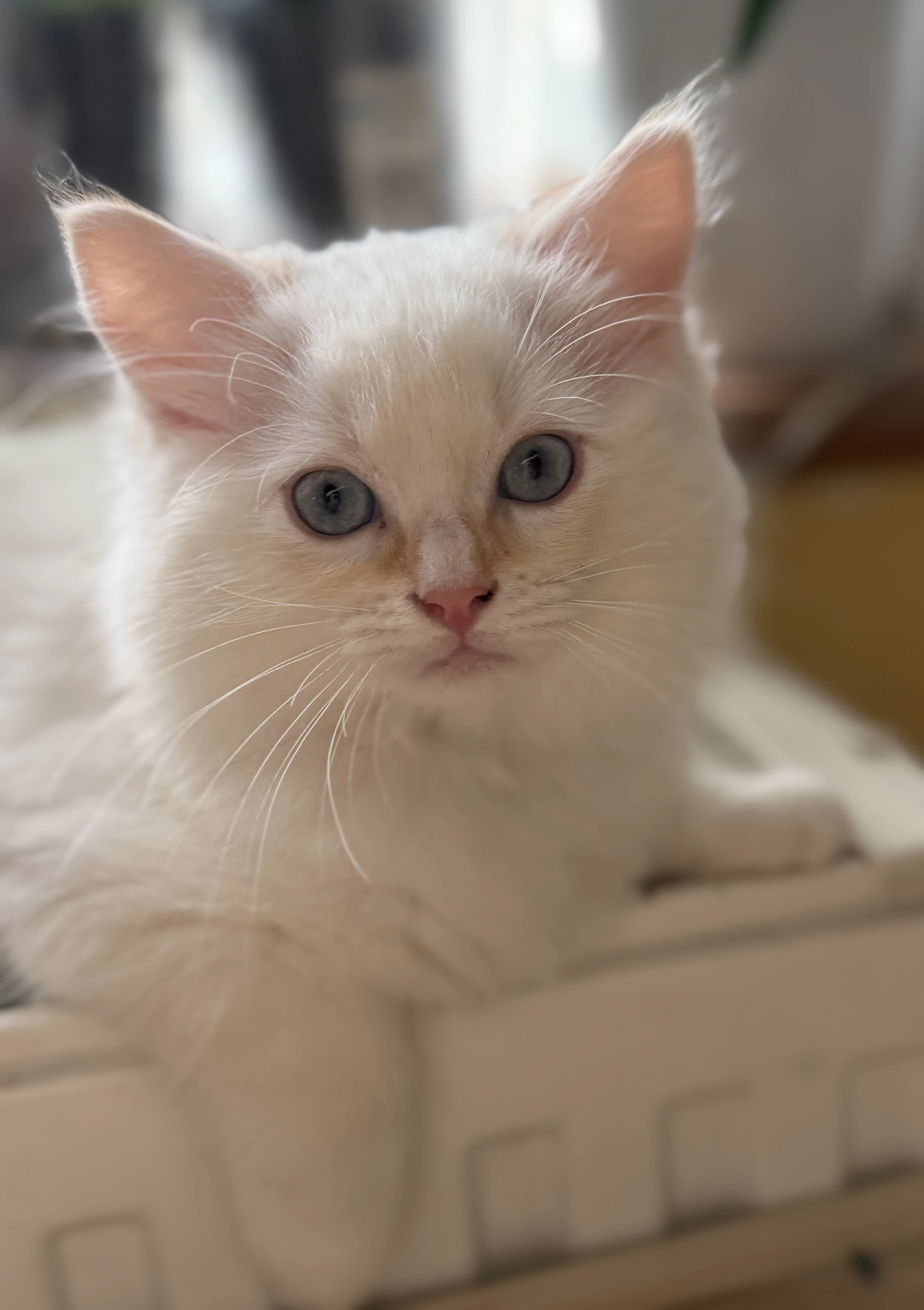 Ragdoll koťátka s PP