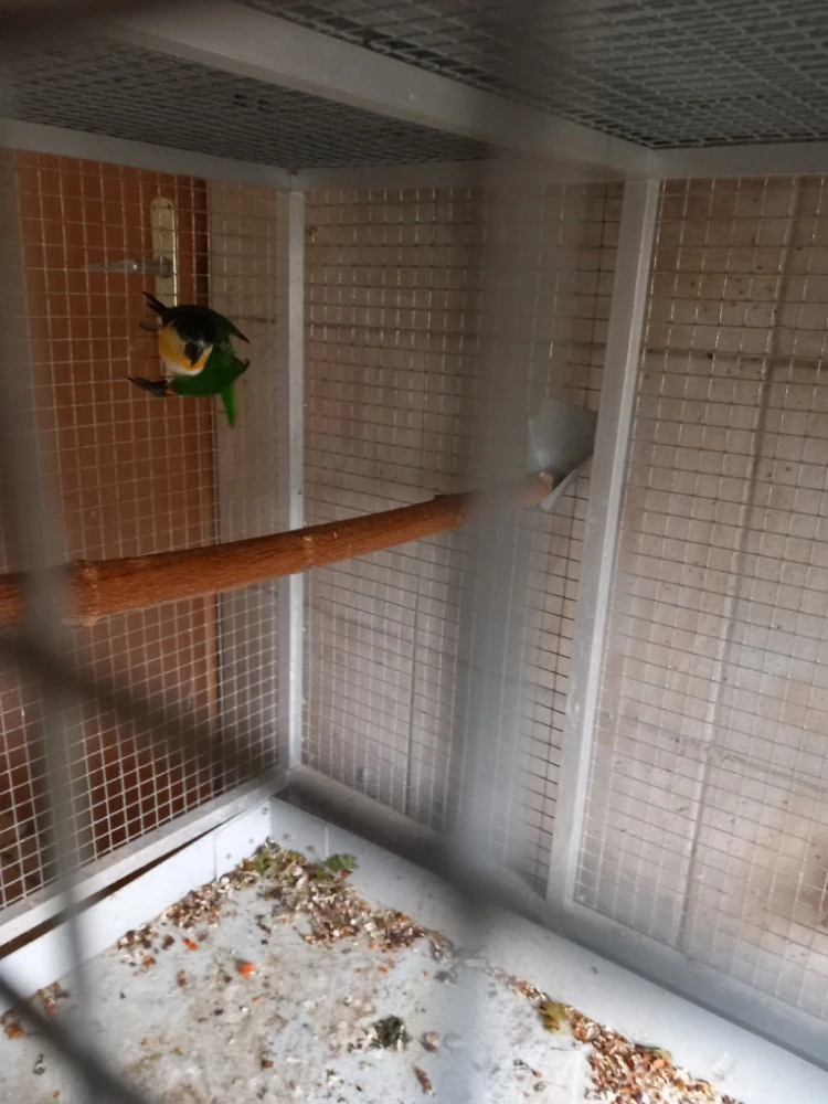 Amazonek černotemenný