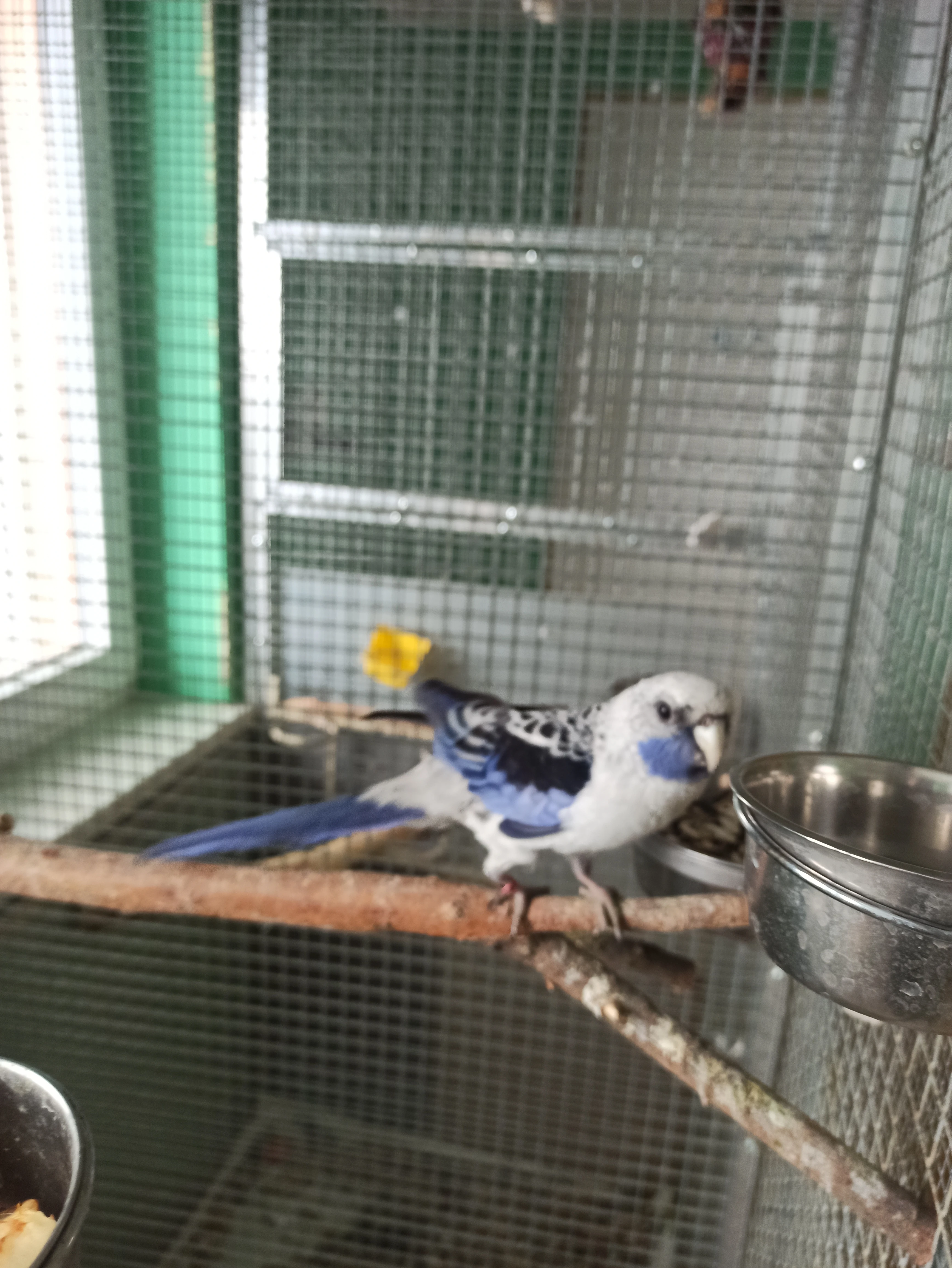 Roční samice modrý penant