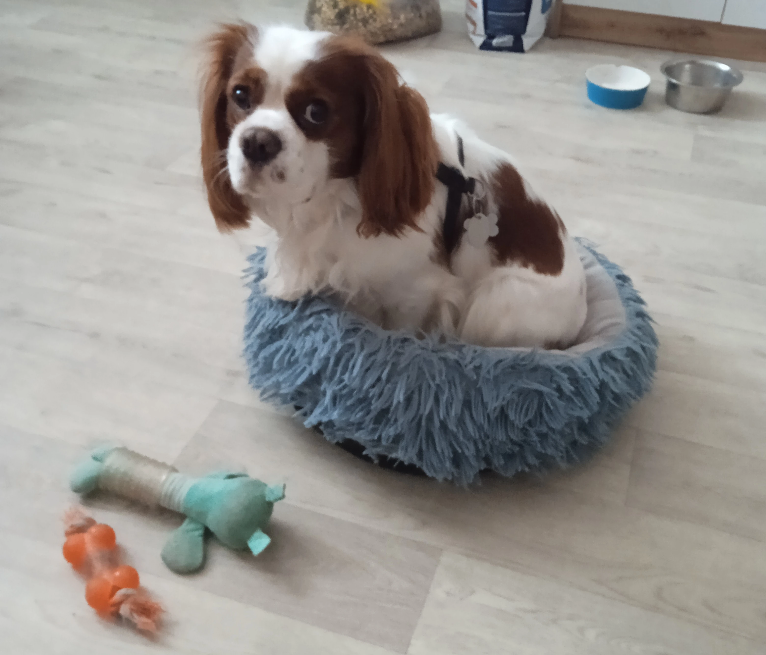 Kavalír king Charles Španěl