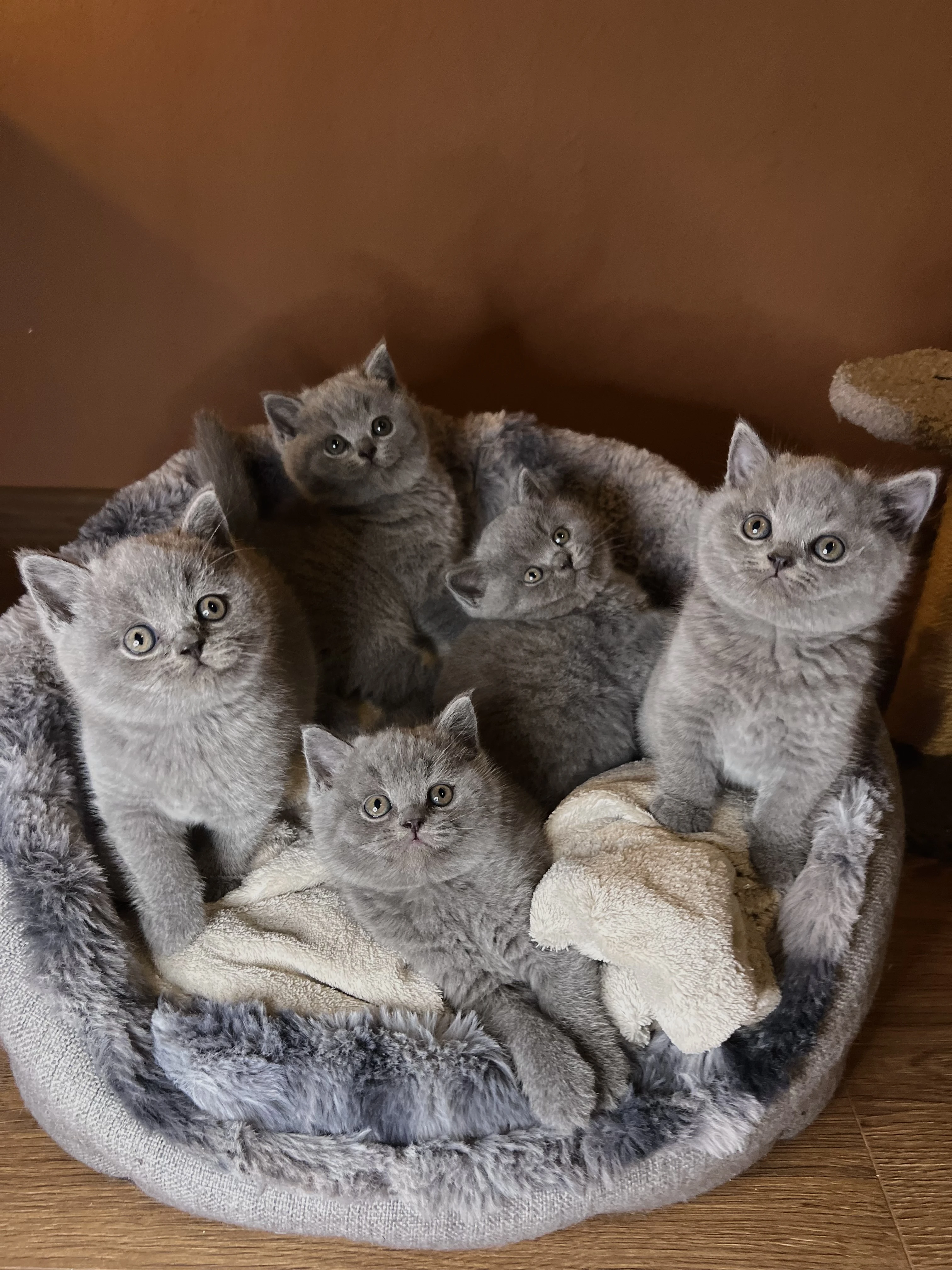 Krásná britská koťátka s PP