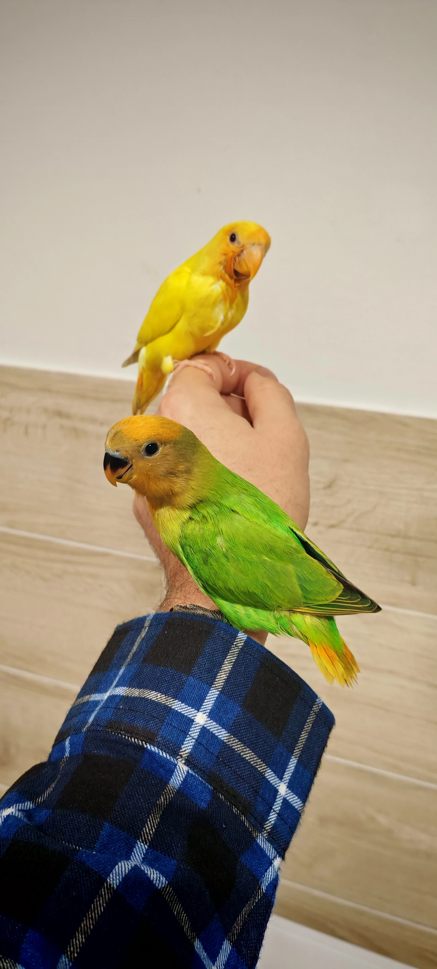 Agapornis ružohrdly