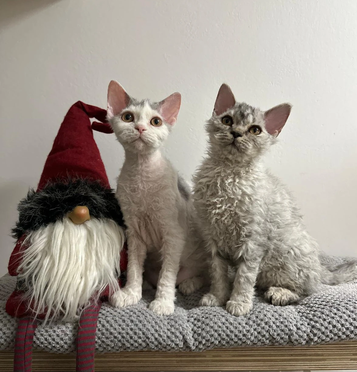 Selkirk rex - málo početné kudrnaté plemeno