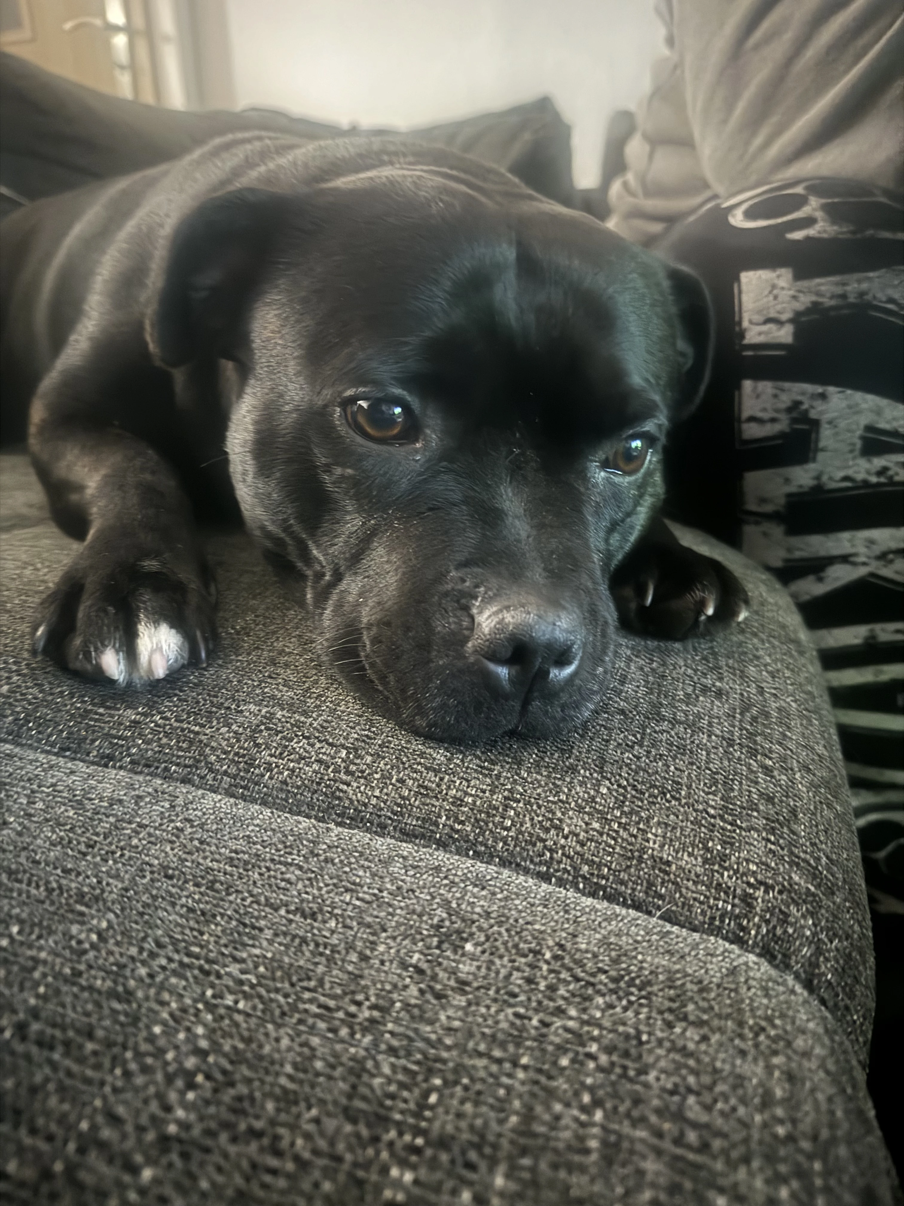 Fenka stafordsirskeho bulteriera