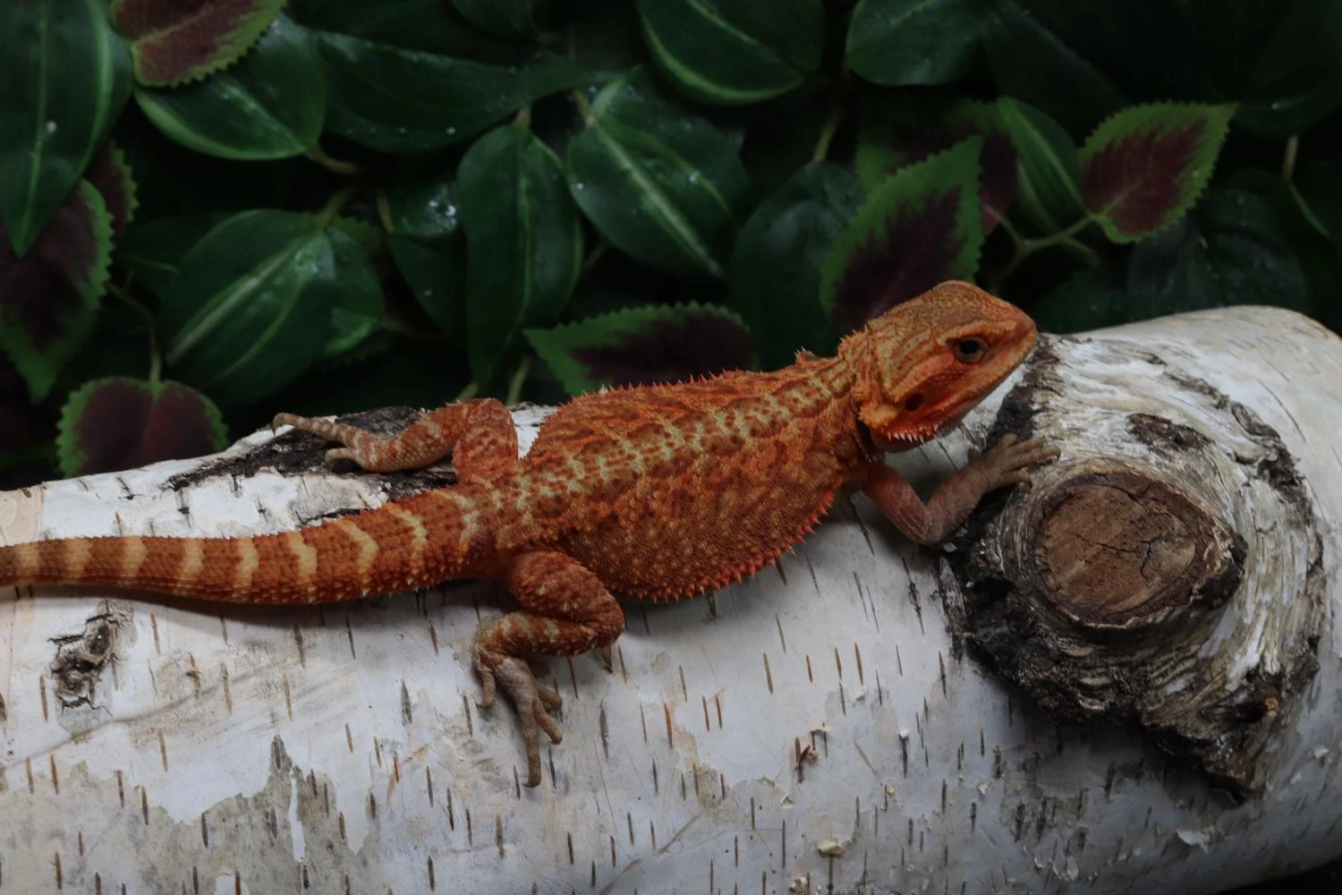 Agama vousatá - Coral