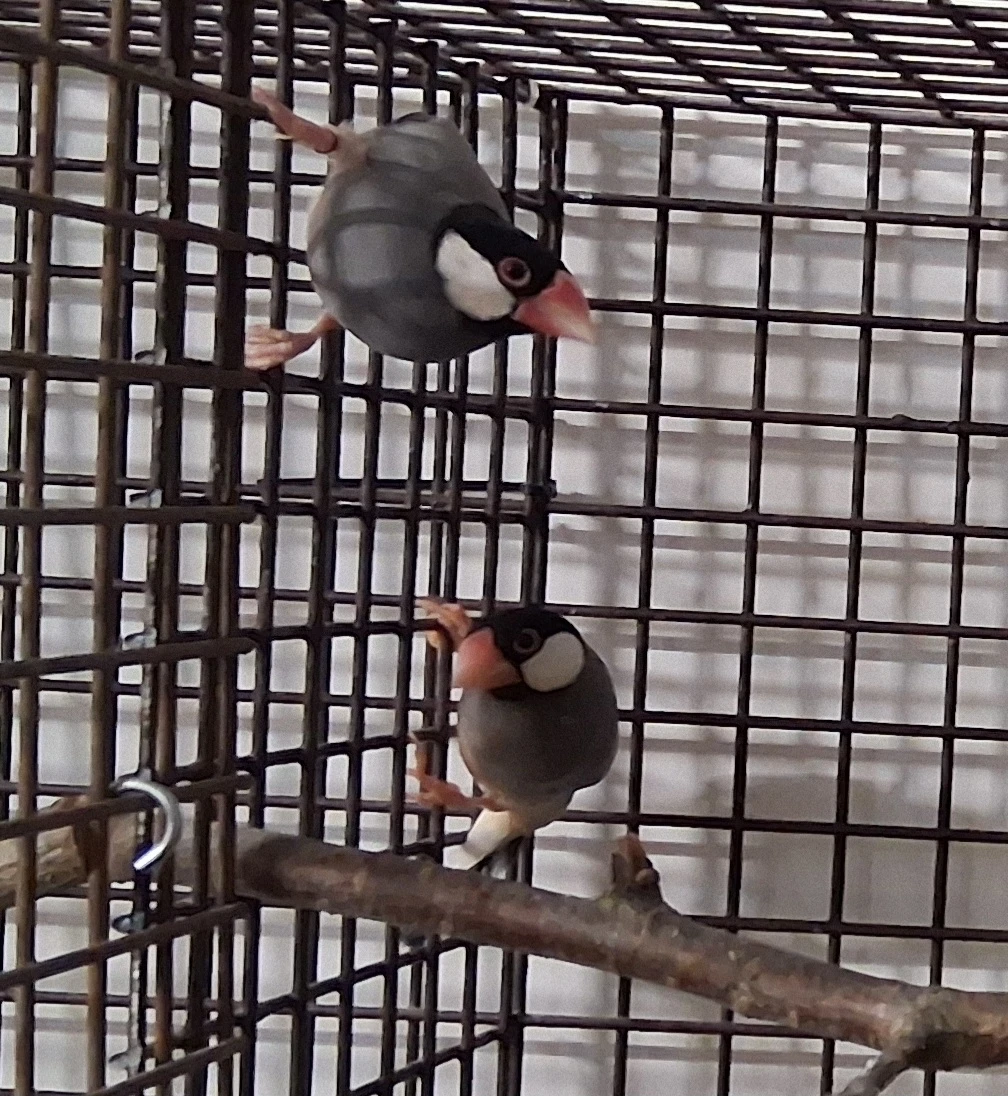 1.1 rýžovník šedý