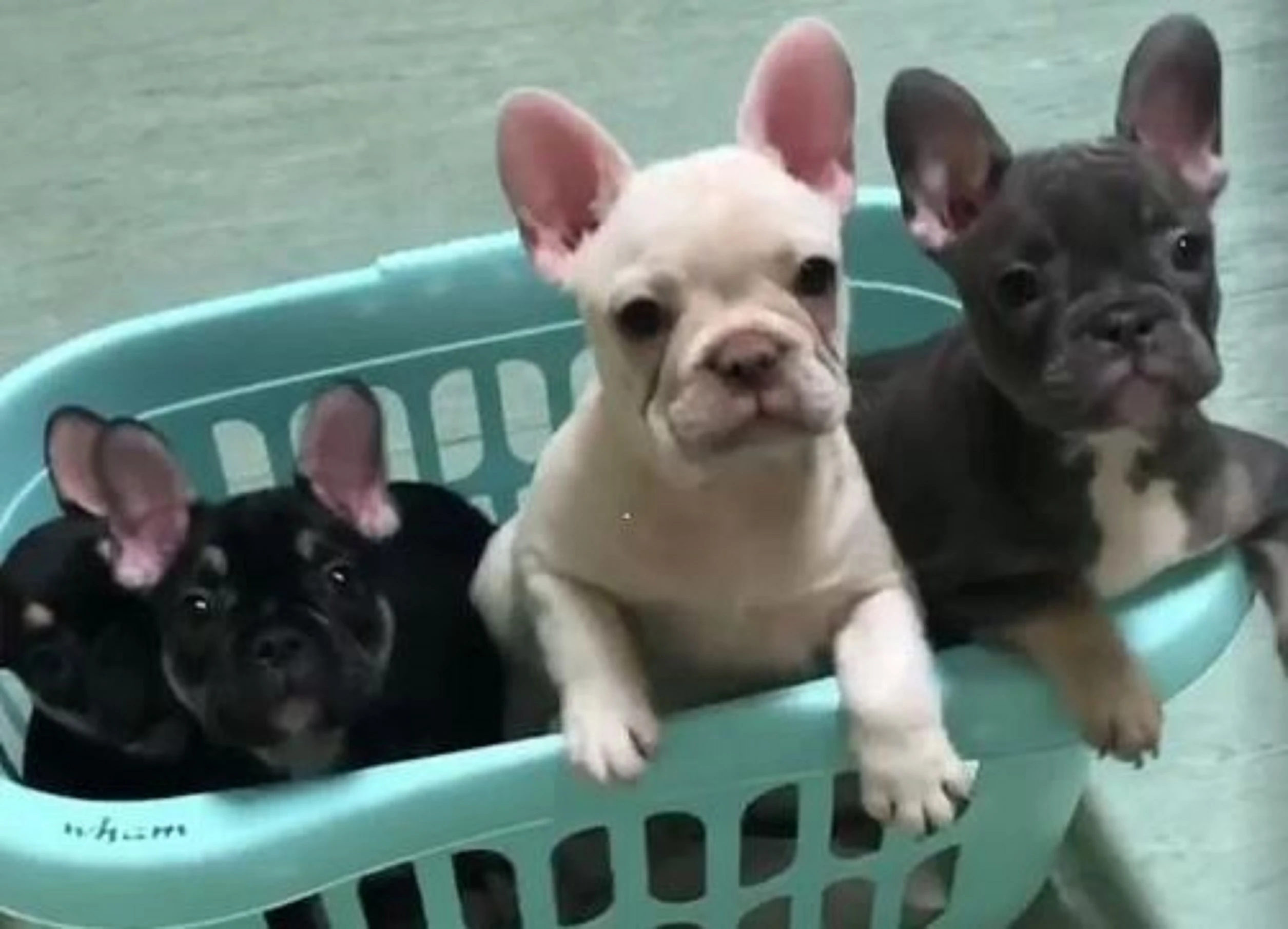 Štěňata francouzského buldočka s pp