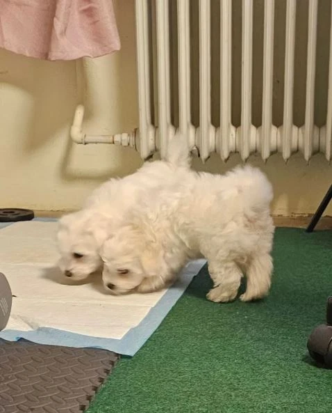 Čistokrevná štěňata maltézského ovčáka hledají milující domovy.