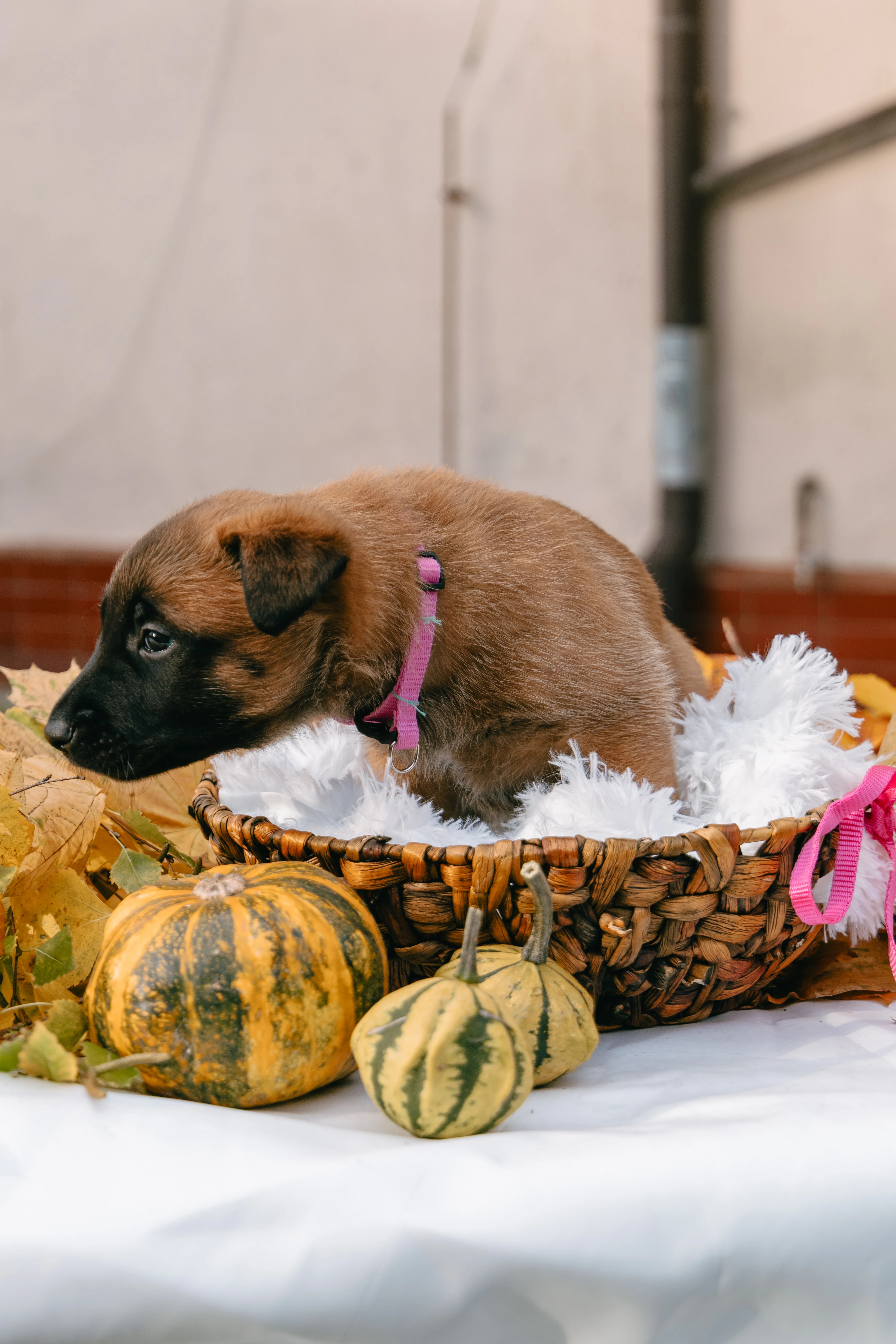Aya Raspberry od Černé věže - belgický ovčák malinois
