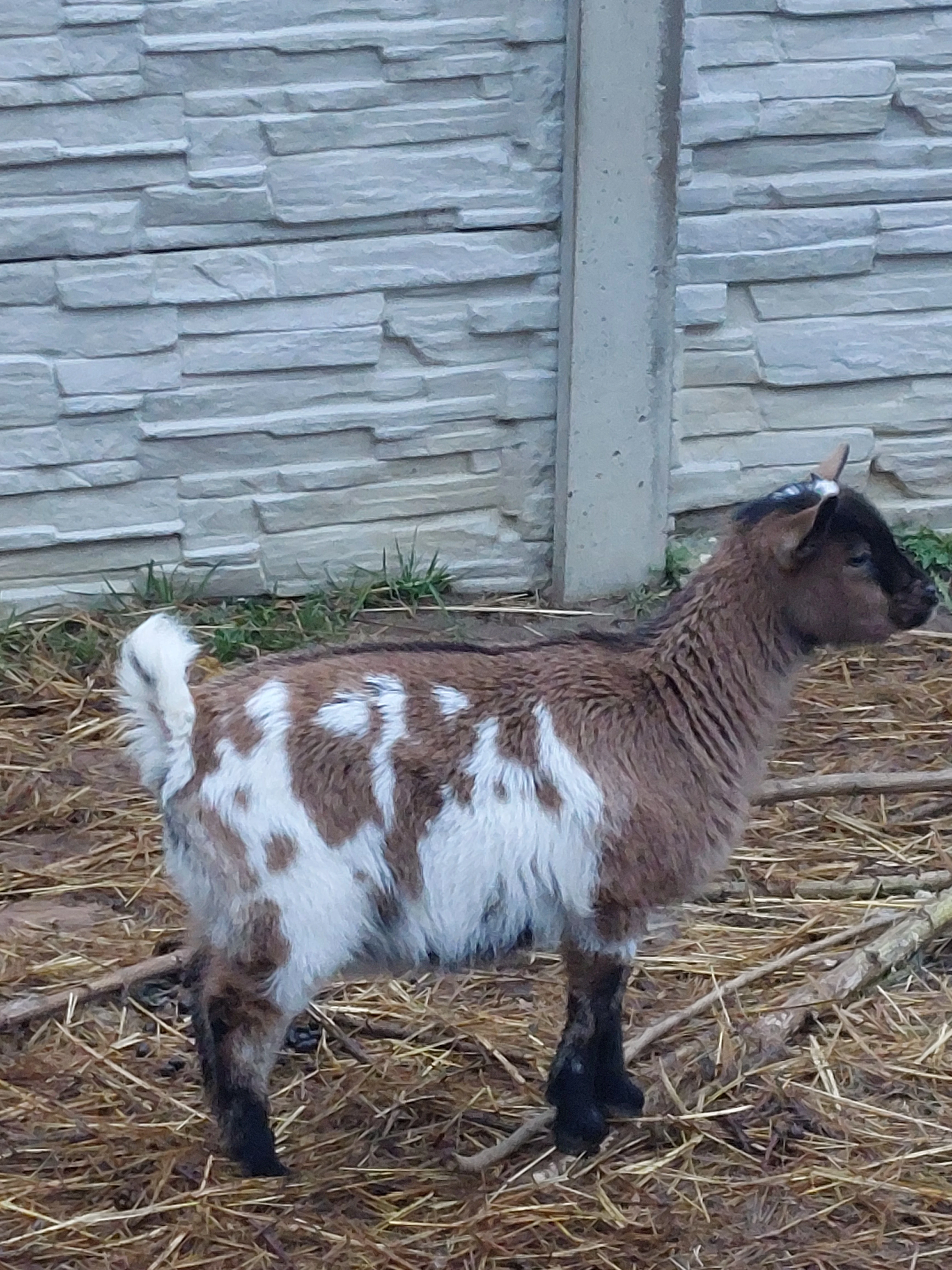 Holandskou zakrslou kozičku