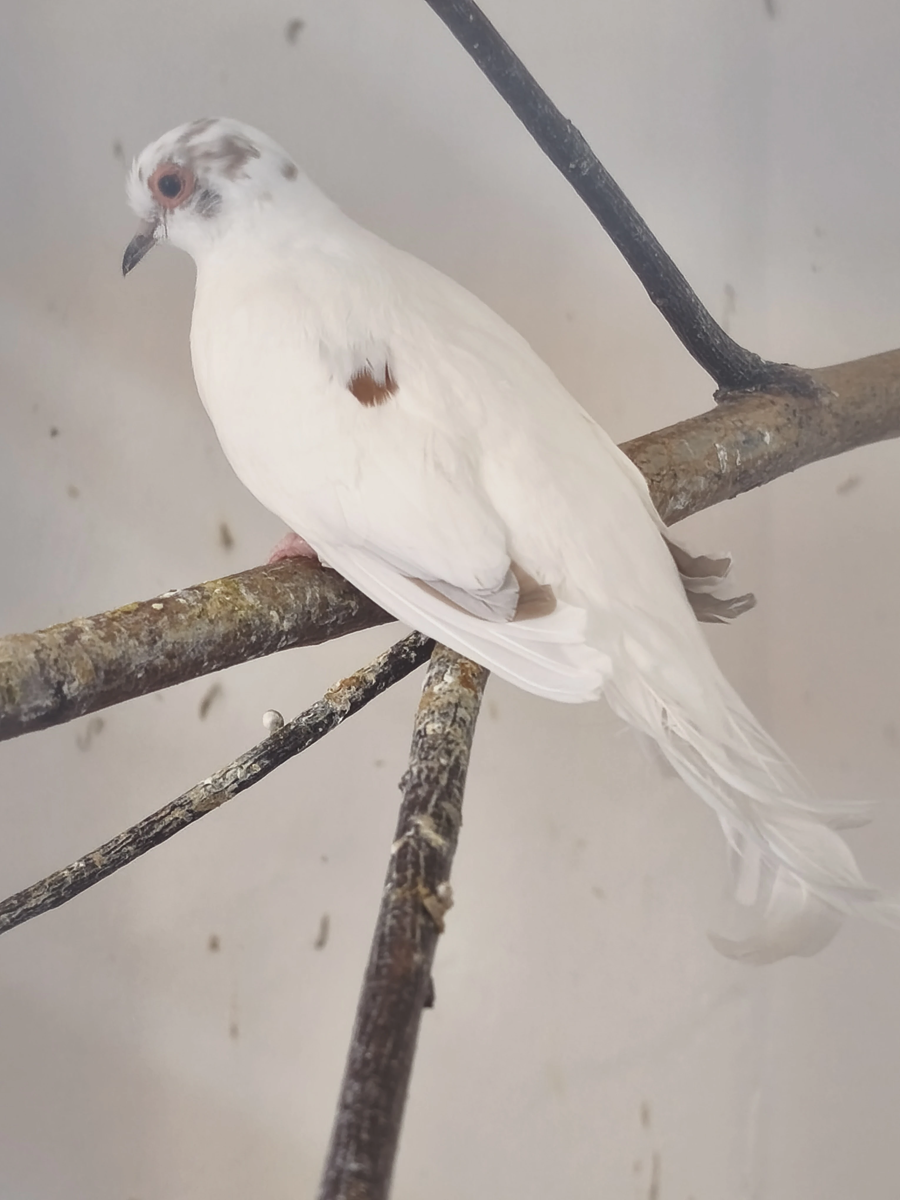 Holoubek diamantový